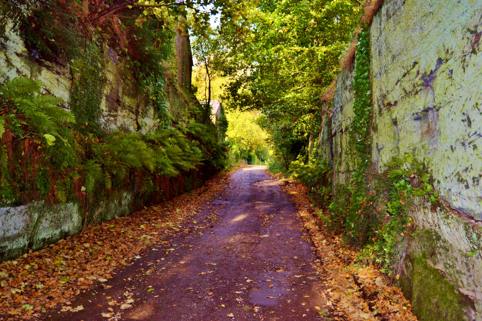 Cliffs Background Fall Wallpaper : autumn, winter, cliff, green, beauty, leaves, rock, wall ...