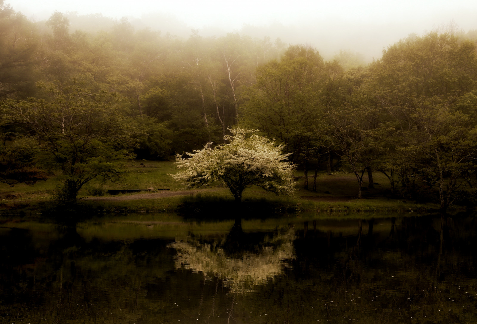 slunečnímu záření, krajina, les, kopec, jezero, voda, Příroda, odraz, tráva, pole, večer, ráno, mlha, řeka, Kánon, divočina, rybník, bažina, mokřadní, strom, podzim, list, hora, květ, svítání, rostlina, sezóna, třešeň, louka, zálesí, bažina, venkov, místo výskytu, přírodní prostředí, atmosférický jev, dřevina