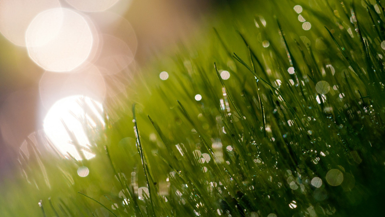 slunečnímu záření, voda, Příroda, odraz, tráva, fotografování, makro, větev, zelená, pampeliška, rosa, světlo, list, květ, rostlina, pokles, flóra, louka, trávník, počítač tapeta, suchozemská rostlina, kvetoucí rostlina, zblízka, makro fotografie, tráva rodina, závod stonek, vlhkost