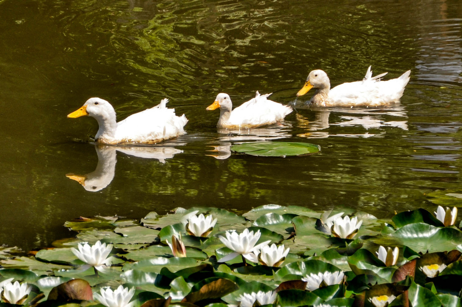 jezero, květ, odraz, zelená, Příroda, krocan, krajina, kachna, Lotus, kachňata, Istanbul, waterlilly, digitalphotography, naturephotography, natureshots, gol, udělat, nil fer, amazingnaturephotos, nikond5000, ducklingsonthelake, yoncaevren
