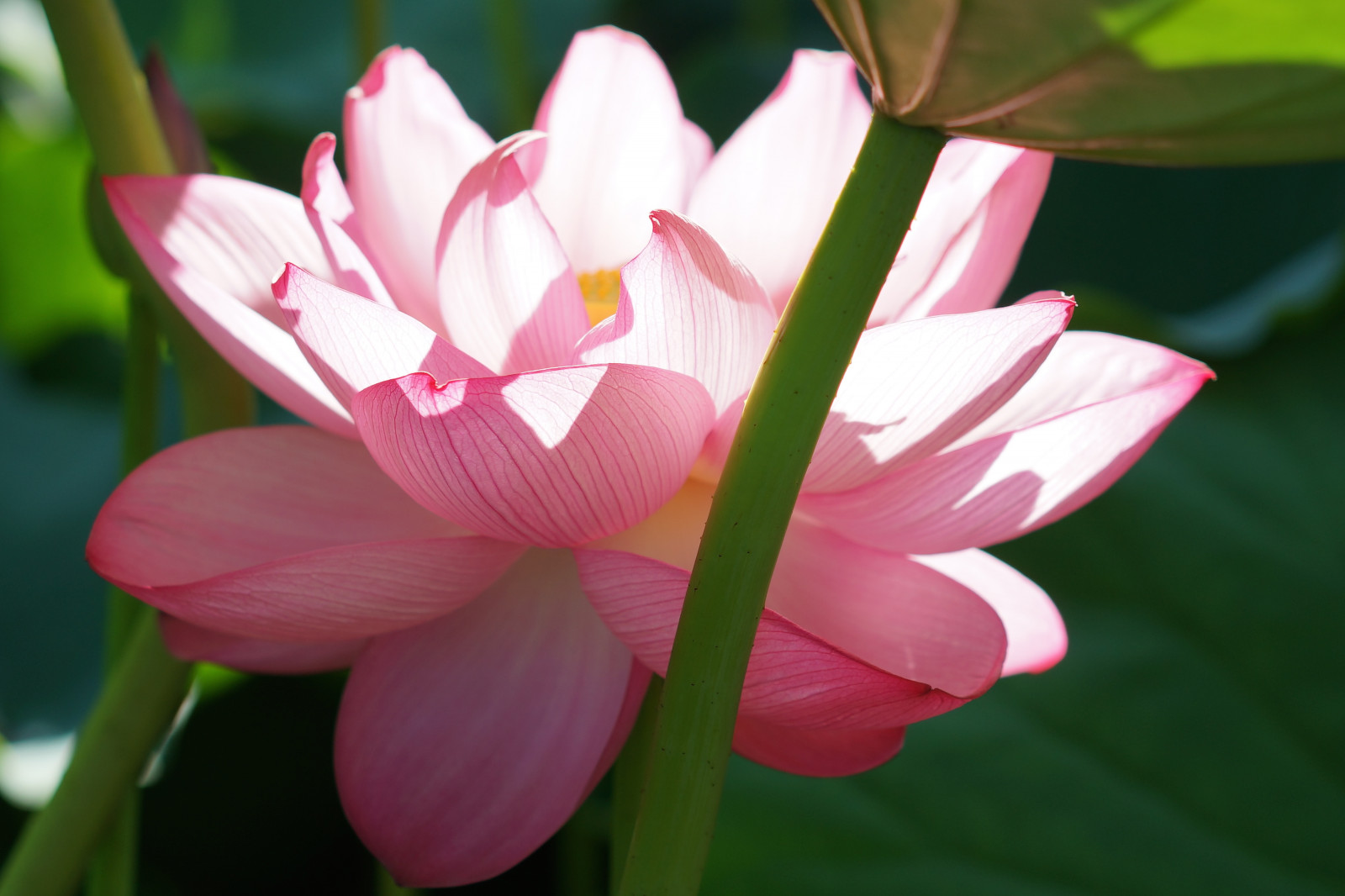 Sony, květ, růžový, Tokio, 7, Lotus, květ, rostlina, flóra, Zeiss, Ueno, okvětní lístek, T, alfa, alfa-7, Sonnar, sonnart55mmf18, shinobazupond, botanika, suchozemská rostlina, kvetoucí rostlina, makro fotografie, závod stonek, vodních rostlin, posvátný lotos, lotus rodina, Proteales