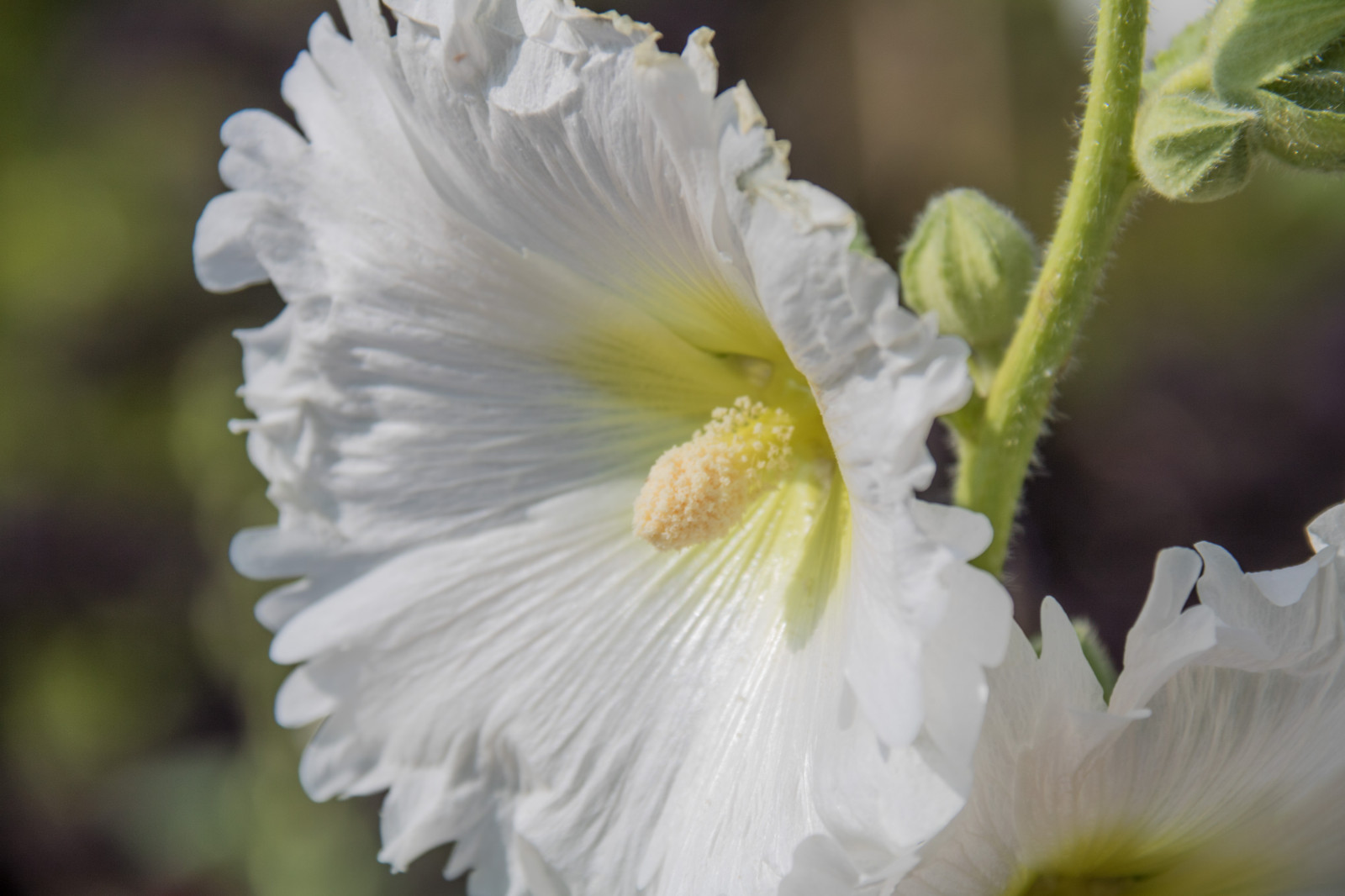 fotografování, květ, květ, rostlina, flóra, Blomma, Malmo, stockros, exif modelu canoneos760d, geocountry, Kamera aby kánon, geocity, Model fotoaparátu canoneos760d, geostate, geolocation, EXIF čočka efs18200mmf3556is, exif focallength 200mm, exif aby kánon, EXIF isospeed 100, EXIF otvor 80, katrinetorp, okvětní lístek, hollyhock, vyrobit, botanika, suchozemská rostlina, kvetoucí rostlina, zblízka, makro fotografie, závod stonek