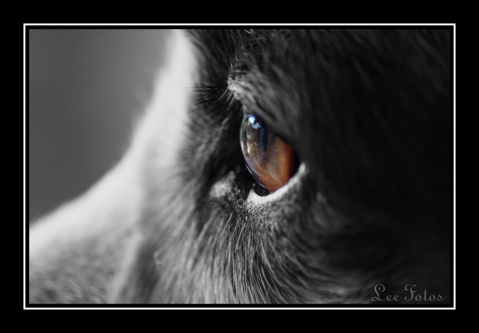 černobílý, makro, Pes, fotograf, nos, okraj, tělesné, oko, barvitý, anawesomeshot, savec, mywinners, vynikající, diamondclassphotographer, výstřely, supershot, vynikající, outstandingshots, počítač tapeta, Černý a bílý, monochromatické fotografování, Lidské tělo, orgán, zblízka, kočka jako savci, ocenění