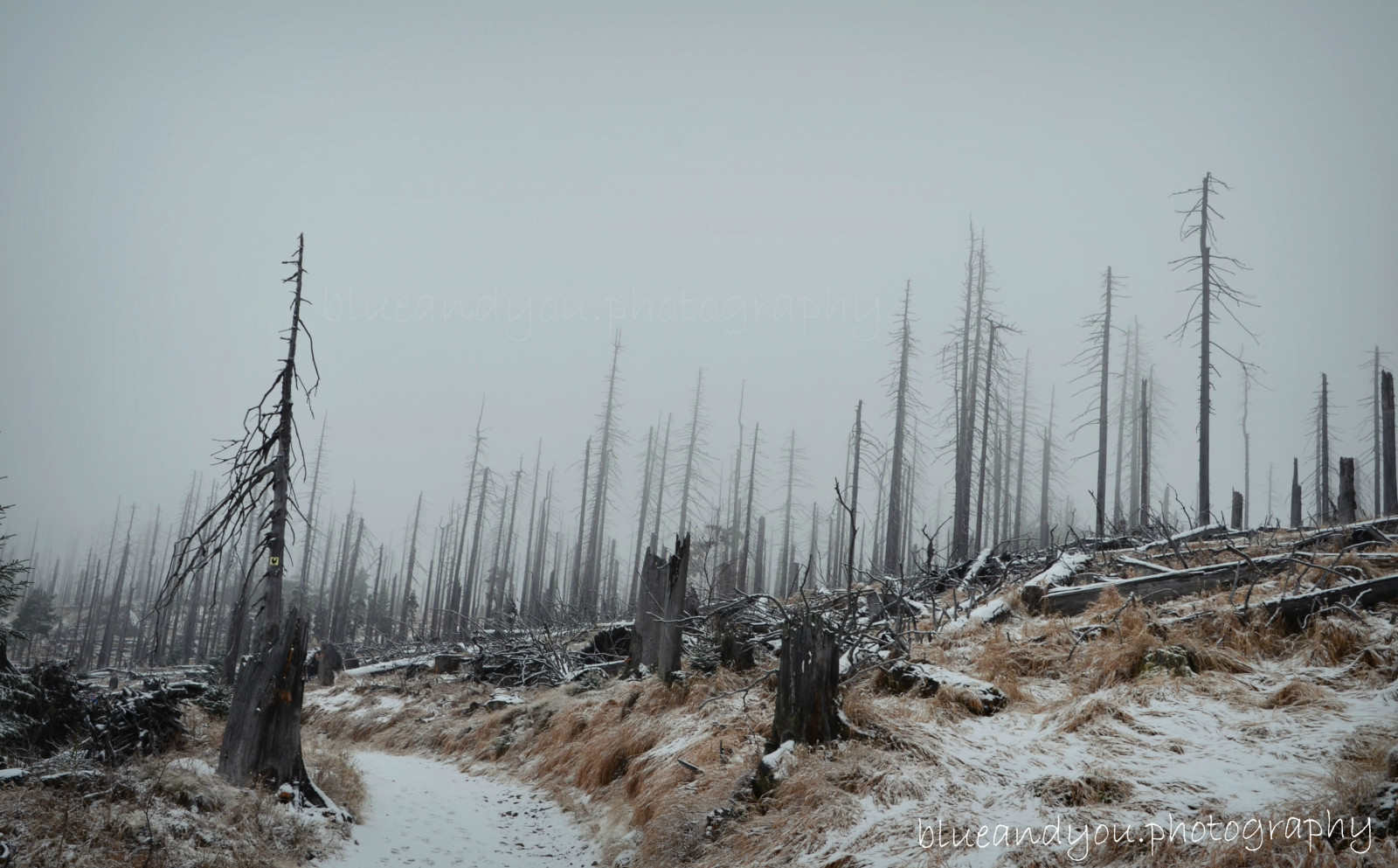 vinter, træ, sne, Fryser, himmel, frost, Skov, træ, tåge, is, tundra, landskab, bjerg
