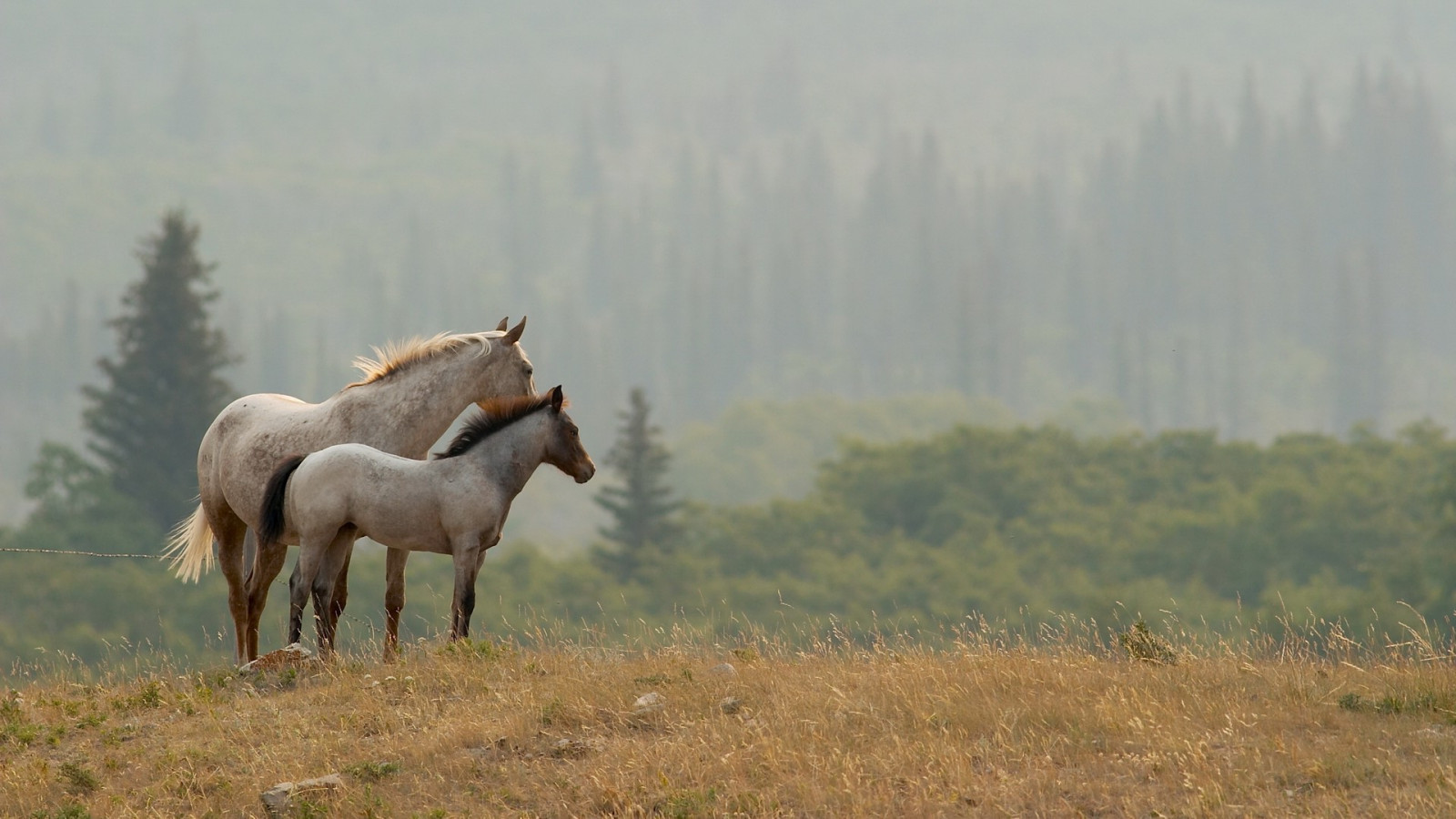 animali, cavallo, natura, steppa, prateria, pascolo, puledro, mandria, prato, cavalla, pianura, fauna, mammifero, 1920x1080 px, prateria, ecosistema, savana, criniera, cavallo come mammifero, stallone, cavallo mustang, pascolo