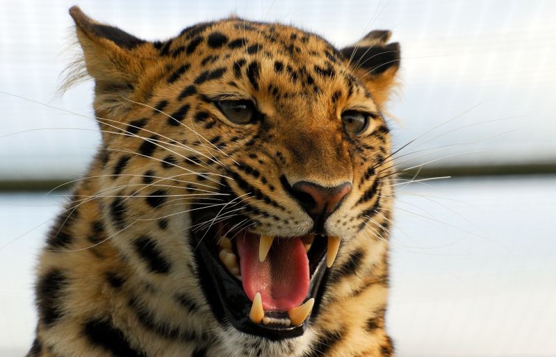 tiger,wildlife,big cats,whiskers,leopard,predator