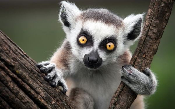 monkey,nature,ring tailed lemur