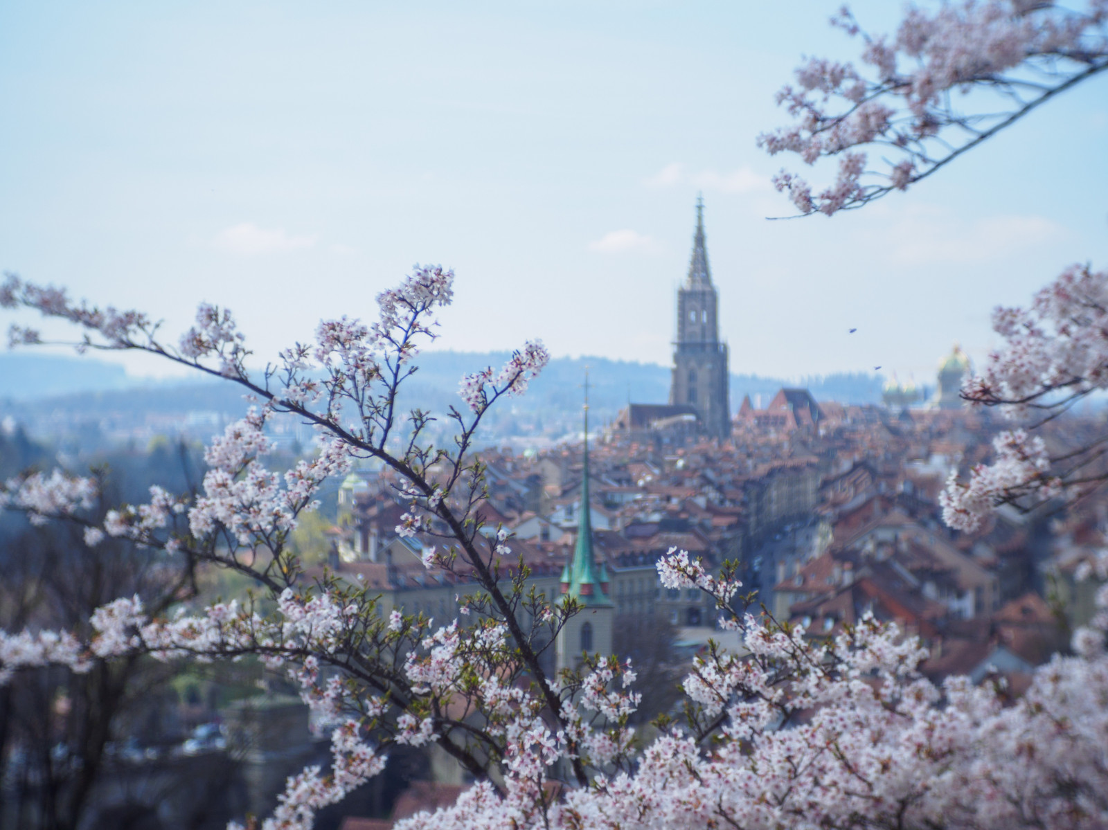 Bern, kirschbl deset, Třešňový květ, omdem10, Fujian35mmf17