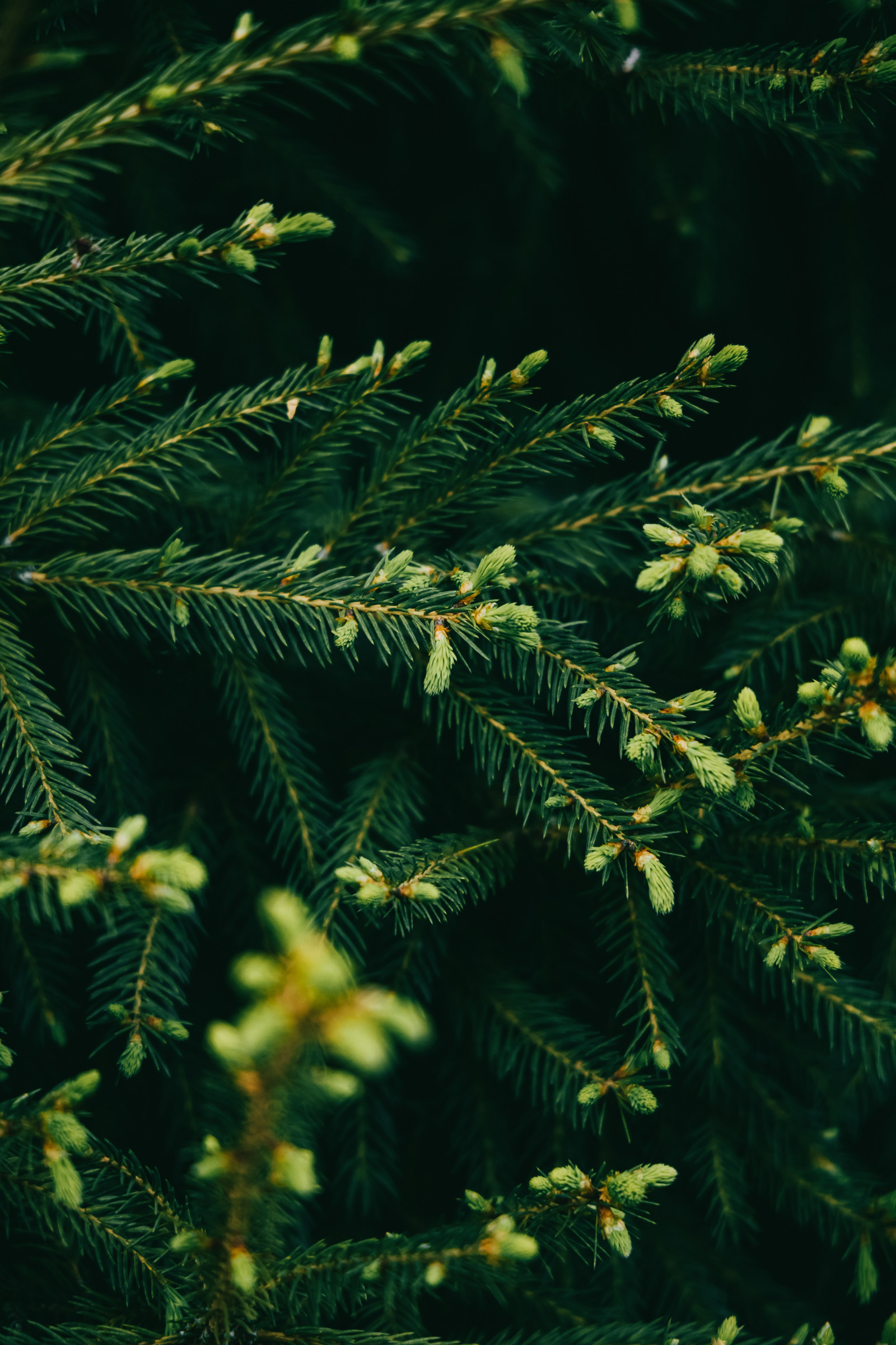 kogler, Portræt display, natur, grøn
