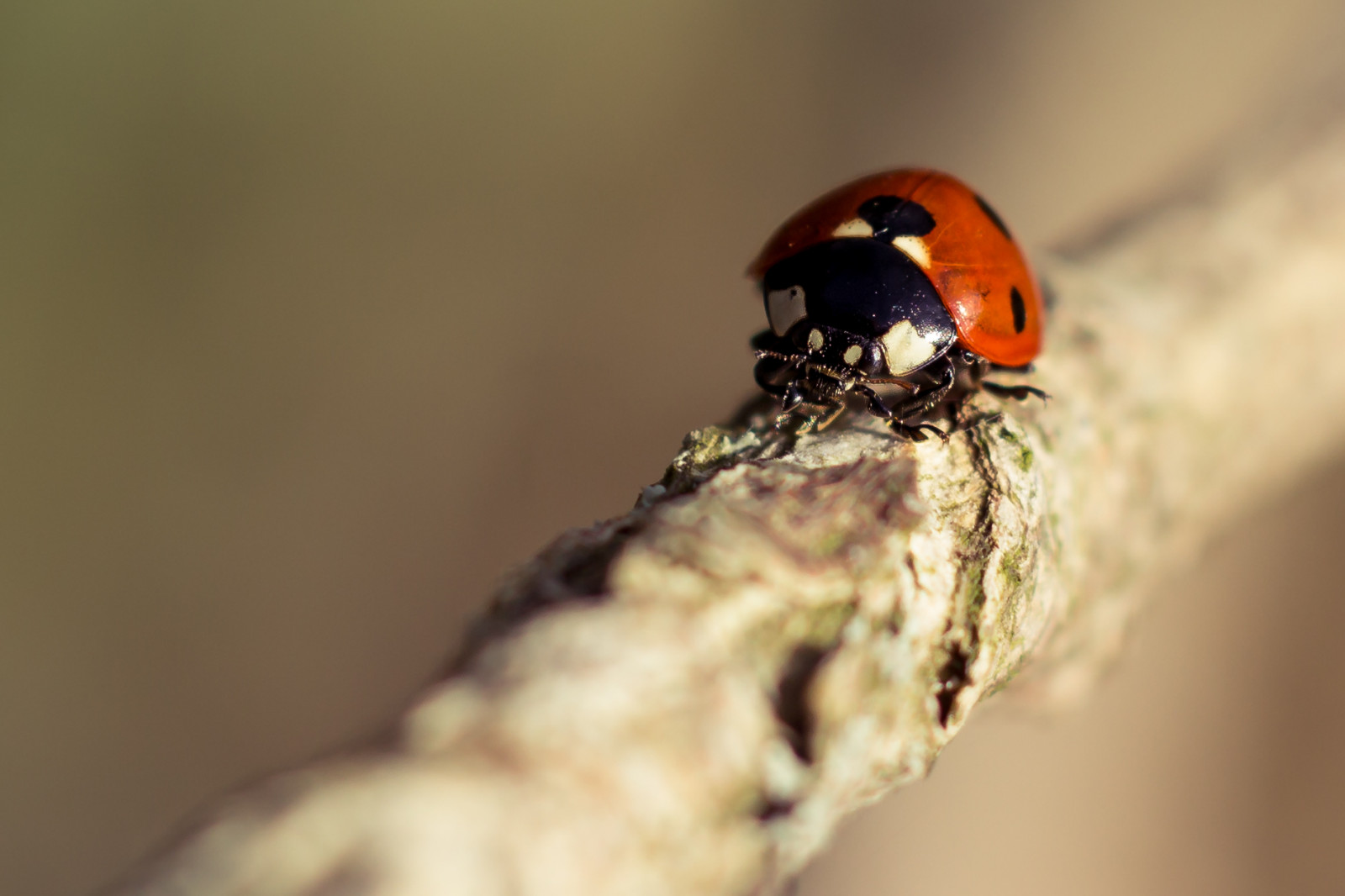 Hungarian Insect Wallpaper : nature, insect, Canon, Hungary, Fly, rebel, Beetle, 2014 ...