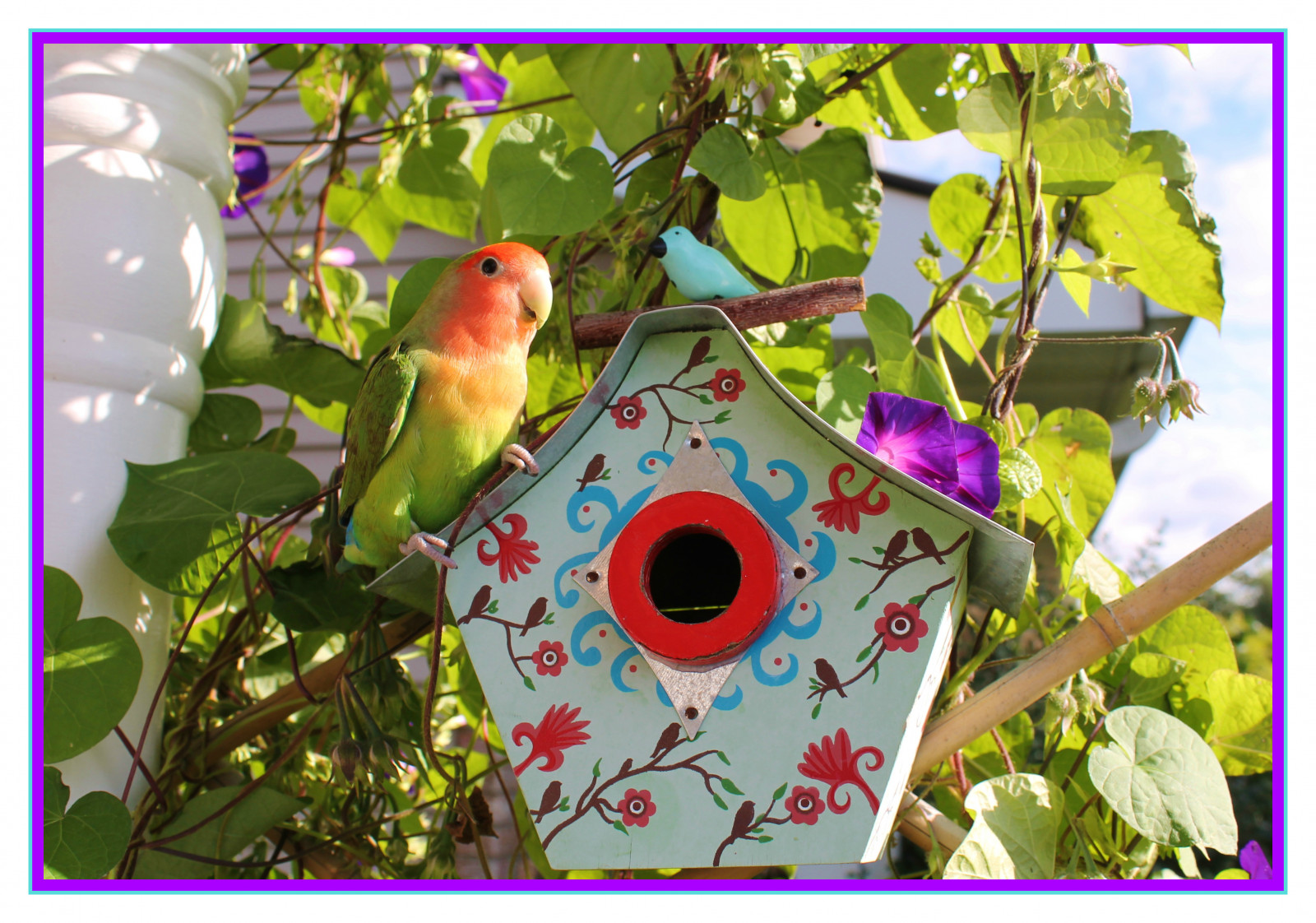 život, světlo, nebe, pták, milovat, Příroda, Krásná, listy, ještě pořád, křídla, barvy, jasný, sladký, Radost, peří, Ale, rozkošný, holubník, štěstí, réva, Slunný, natura, speciální, dolce, drahocenný, barvitý, okouzlující, ranní sláva, Lovebird, colori, kontrasty, štika, Uccello, bello, Peachfacedlovebird, Uccellino