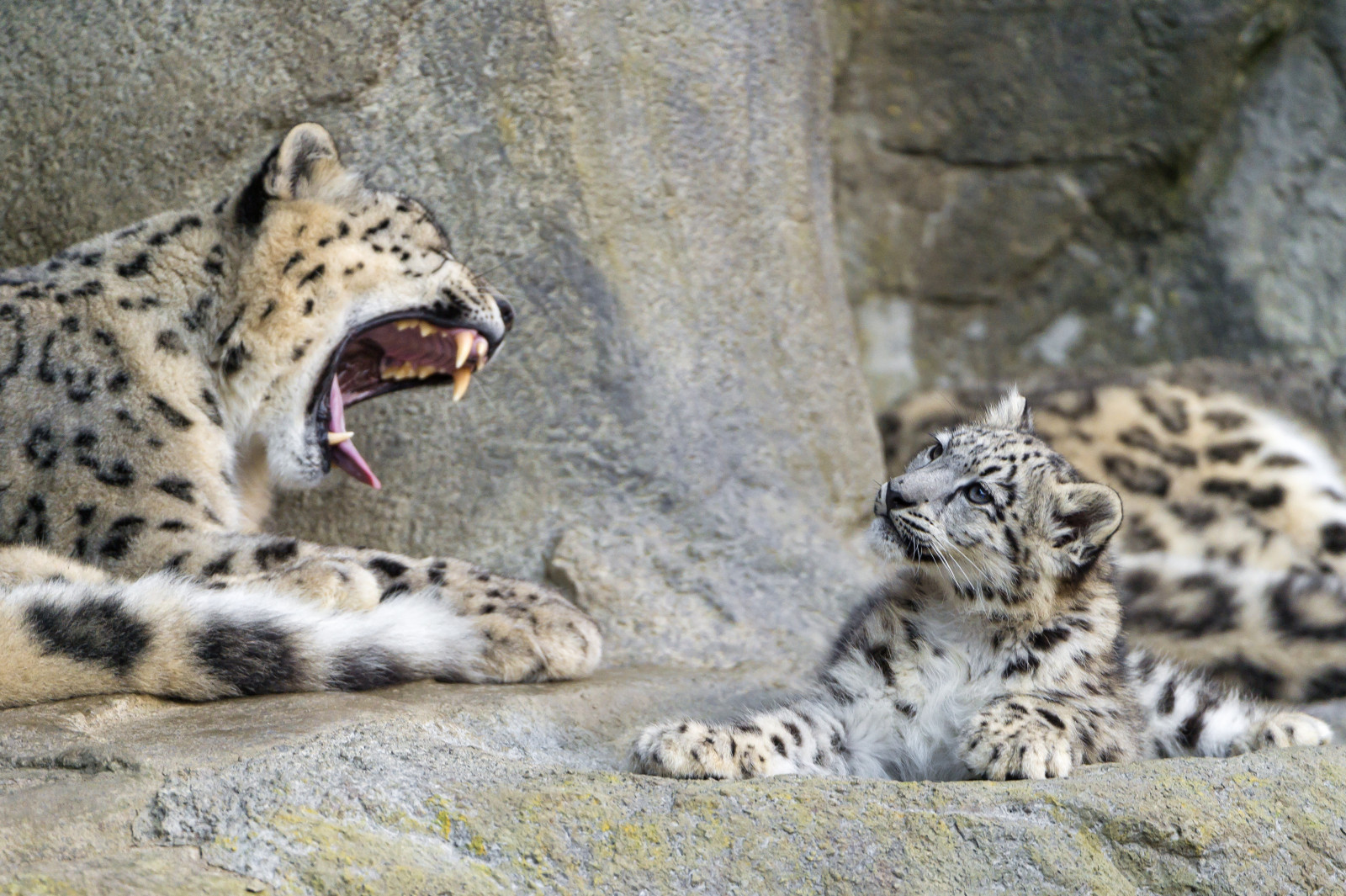kočka, útes, Volně žijících živočichů, dítě, Švýcarsko, Nikon, velké kočky, zoologická zahrada, leopard, zívání, Gepard, levhart sněžný, Zurich, sledování, velký, roztomilý, divoký, hledá, ženský, mladý, levhart sněžný, načechraný, mužský, fauna, savec, d4, obratlovců, kočka jako savci, rekreaci ve volné přírodě, mládě, otevři pusu, uncia