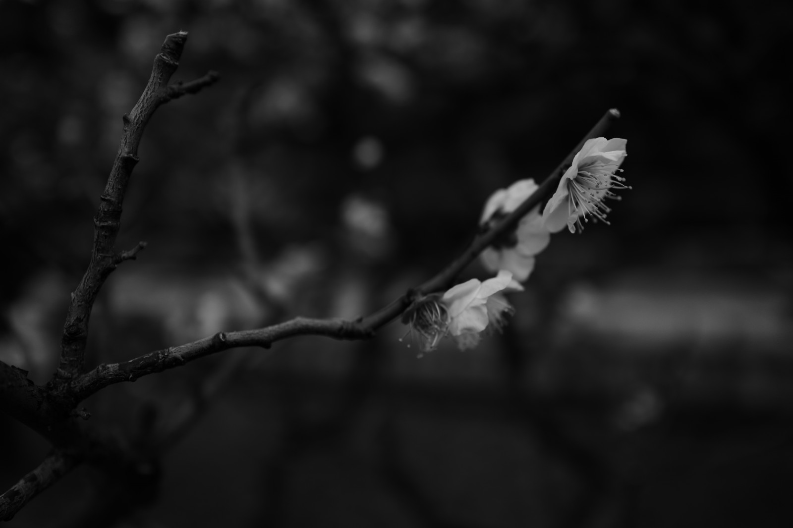 Japonsko, slunečnímu záření, bílý, Černá, černobílý, Příroda, zima, fotografování, větev, Leica, Tokio, zmrazení, jp, strom, list, květ, rostlina, tma, summilux, leicaq, summilux1728, q, 1728, ikegamiibaien, větvička, Černý a bílý, monochromatické fotografování, zblízka, makro fotografie, závod stonek