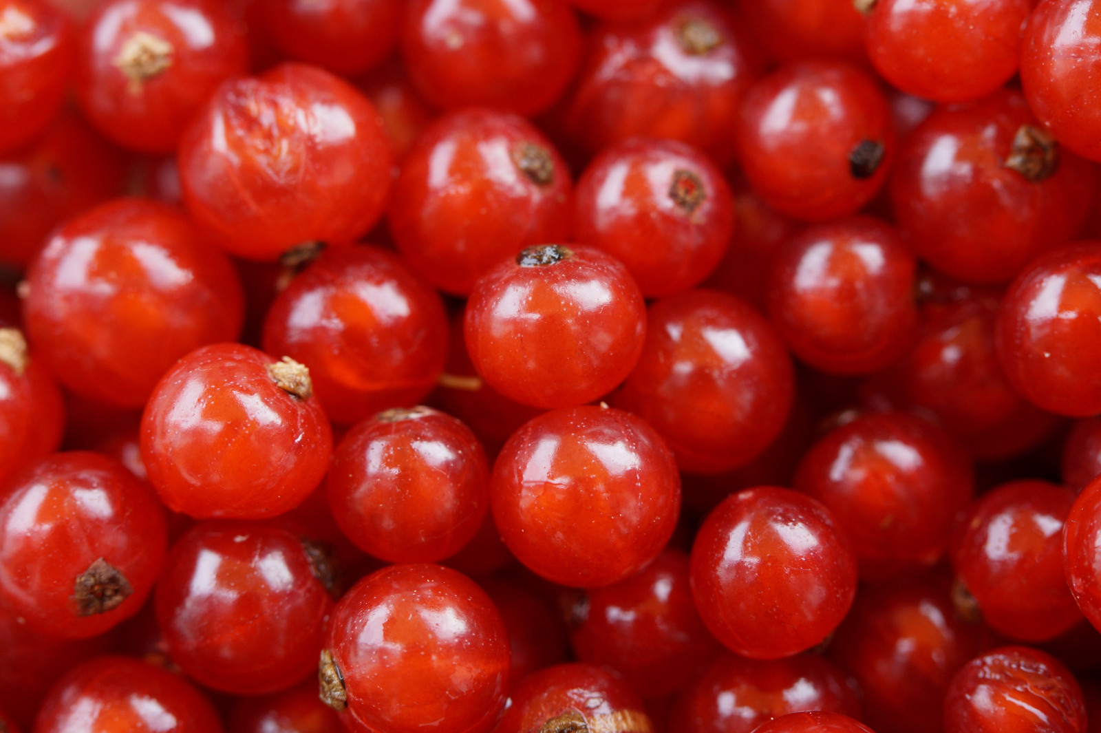 Hintergrundbilder Lebensmittel, rot, Frucht, Rote Johannisbeere