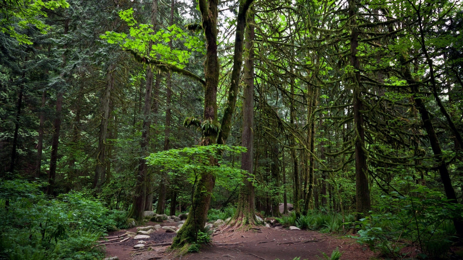 træer, landskab, Skov, blade, natur, fotografering, grøn, gran, klipper, ødemark, jungle, regnskov, træ, blad, plante, sti, vegetation, skov, lund, levested, naturligt miljø, vedplante, geografisk funktion, økosystem, tempererede nåleskove, biom, gamle vækst skov, tempereret løvfældende skov, løvfældende, vandløbsnære skov