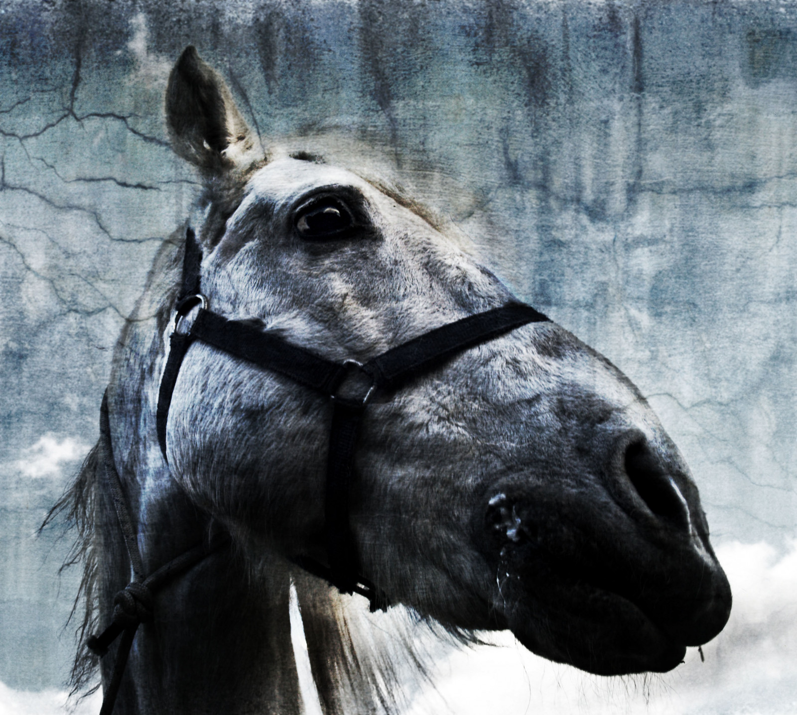 bílý, zvěř, oči, Příroda, kůň, nebe, sníh, zima, Domácí mazlíčci, venkovský, Rein, cielo, naturaleza, ojos, animales, kobyla, anawesomeshot, fauna, mywinners, impressedbeauty, blanco, platinumphoto, rubyphotographer, robertsartgallery, Galope, čenich, hříva, kůň jako savci, hřebec, mustang kůň, pack animal, ohlávka, uzda, pueblo, caballo, jezdecké potřeby, mascotas, Rascafria, Azafranu, Equitaci n, Kabezada, Animalesdom sticos