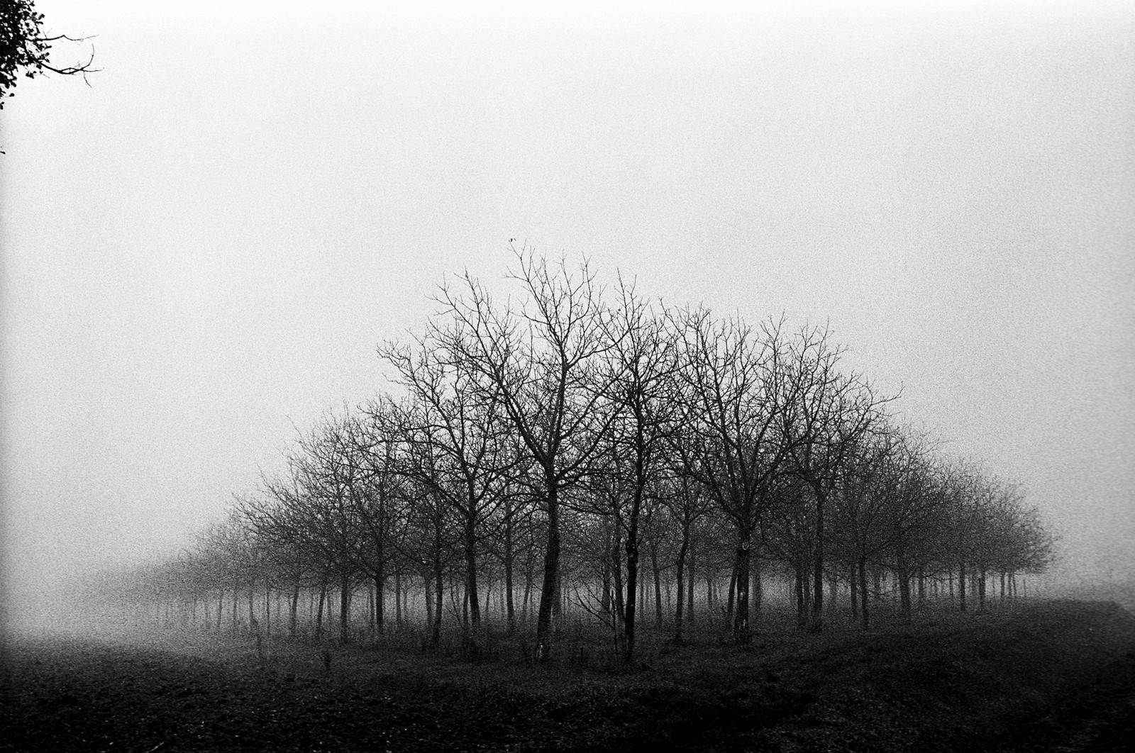 แสงแดด, ต้นไม้, แนวนอน, ขาวดำ, ท้องฟ้า, ฤดูหนาว, สาขา, เงียบสงบ, เช้า, หมอก, บรรยากาศ, Leica, หมอกควัน, มุมมอง, ต้นไม้, 50 มม, หมอก, ปลูก, bw, อิตาลี, Summicron, ตรีศูล, trix400, บรรยากาศของโลก, ดำและขาว, ถ่ายภาพขาวดำ, ไม้ยืนต้น, ฝนตกปรอยๆ, d76, ปรากฏการณ์, m6ttl, แคนนารา, stock photography