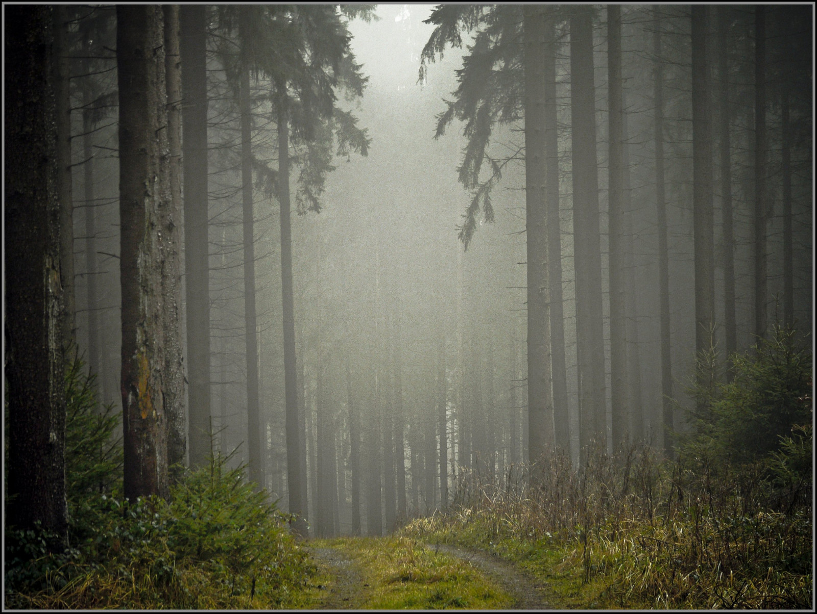 slunečnímu záření, les, Příroda, odraz, dřevo, větev, ráno, Německo, mlha, Šedá, kostel, džungle, katedrála, deštný prales, kolínská, strom, podzim, mlha, list, počasí, cesta, flickrplatinum, naturesfinest, abigfave, superbmasterpiece, golddragon, platinumphoto, goldstaraward, fineartphotos, firstquality, megashot, Oberberg, platinumsuperstar, zálesí, megatopofthefog, themoulinrouge, thegoldendreams, theroadtoheaven, naturewatcher, excellentphotographerawards, absolutelystunningscapes, místo výskytu, přírodní prostředí, atmosférický jev, dřevina, firsttheearth, naturescall, thefinalcrown
