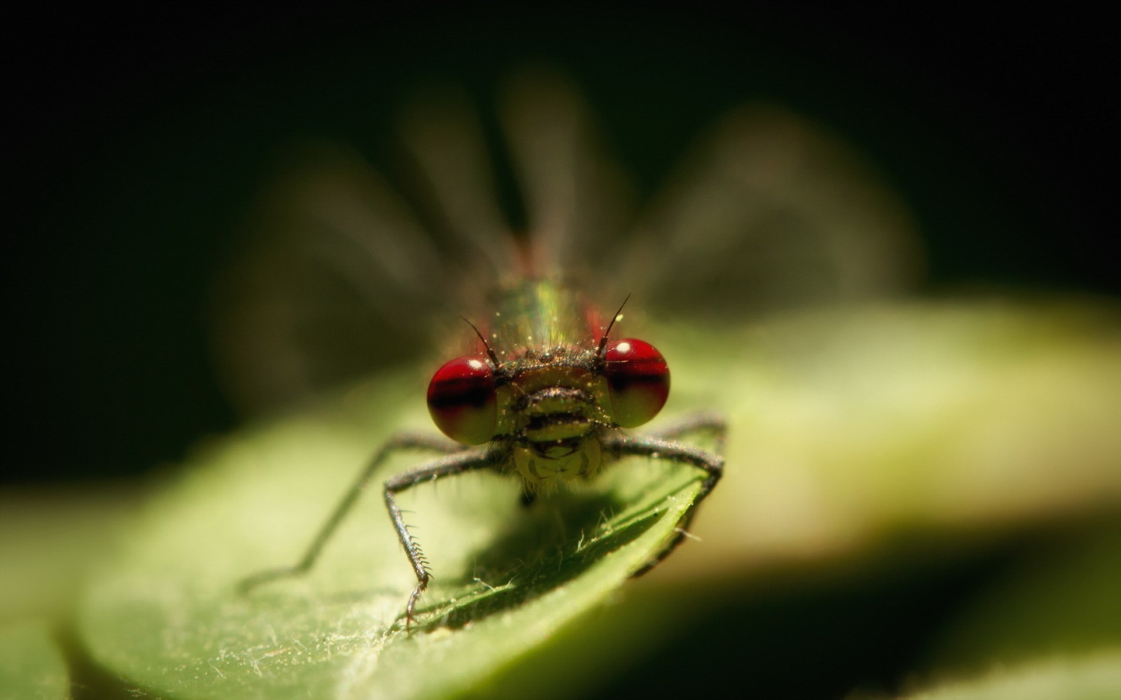 zvěř, rostliny, fotografování, makro, hmyz, zelená, Létat, Brouk, květ, okvětní lístek, fauna, škůdce, zblízka, makro fotografie, bezobratlý, insekt