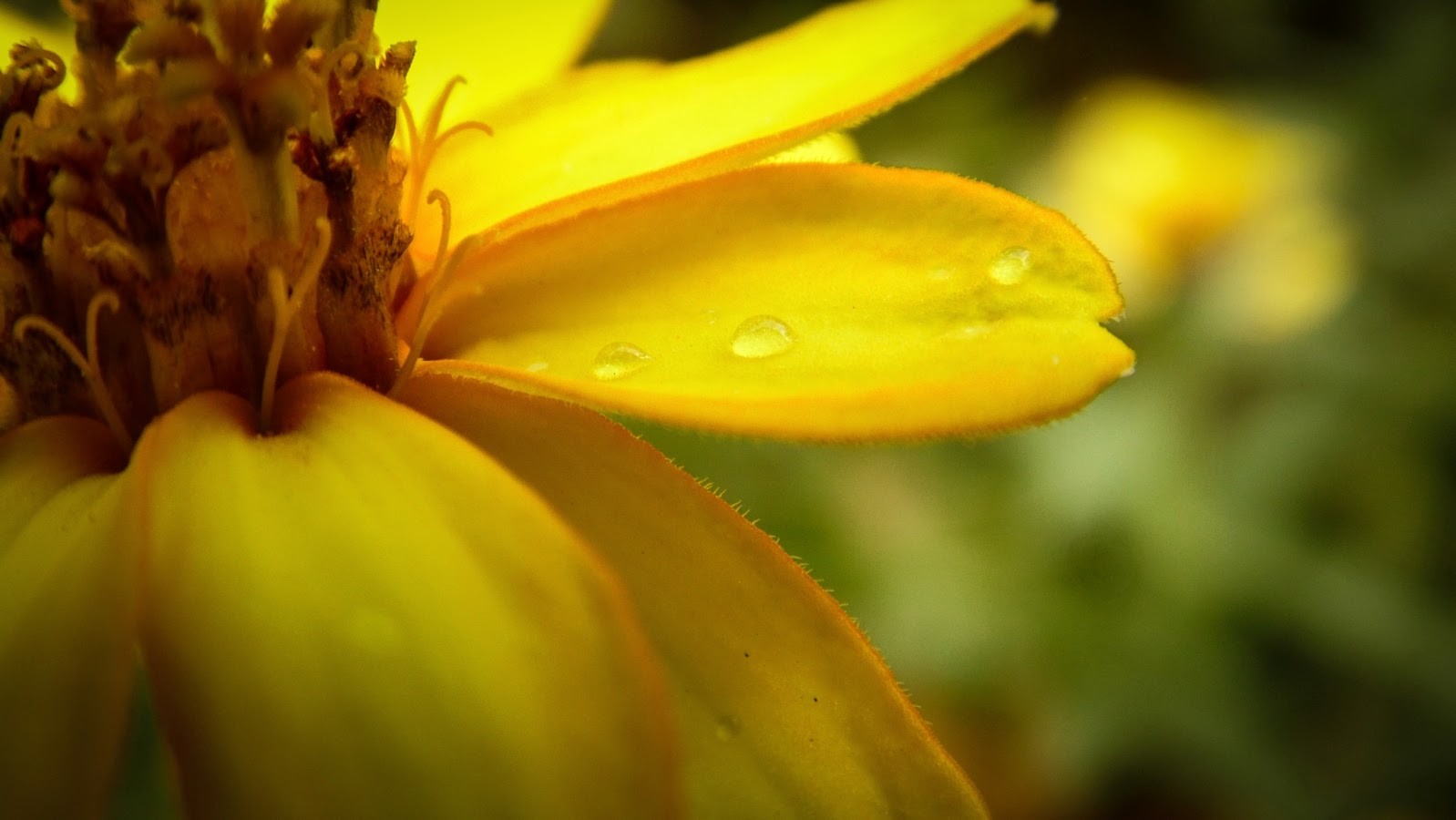 slunečnímu záření, květiny, Příroda, rostliny, fotografování, makro, zelená, žlutý, pyl, květ, list, květ, rostlina, flóra, pupen, okvětní lístek, divoká rostlina, vyrobit, botanika, suchozemská rostlina, kvetoucí rostlina, zblízka, makro fotografie, závod stonek