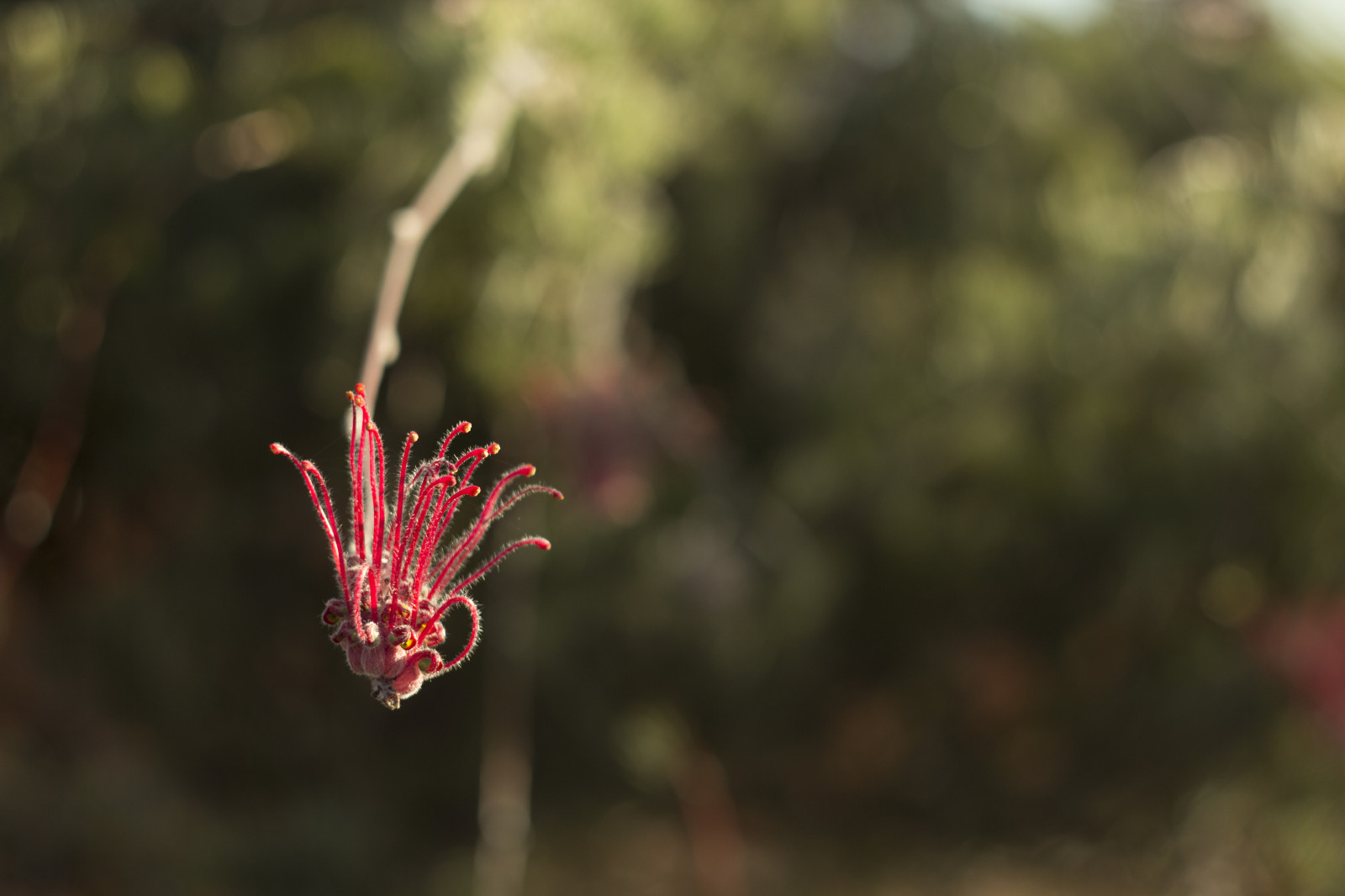 efterår, have, natur, parkere, afdeling, Canon, bokeh, lyserød, 2015, forår, Australien, hjemmehørende, Victoria, australsk, Melbourne, efterår, blad, blomst, plante, flora, dOF, vegetation, botanicgarden, eos, 60d, kan, tæt på, makrofotografering, stængelplante, botanisk, Cranbourne, australiangarden, royalbotanicgardenscranbourne, cranbournebotanicgardens