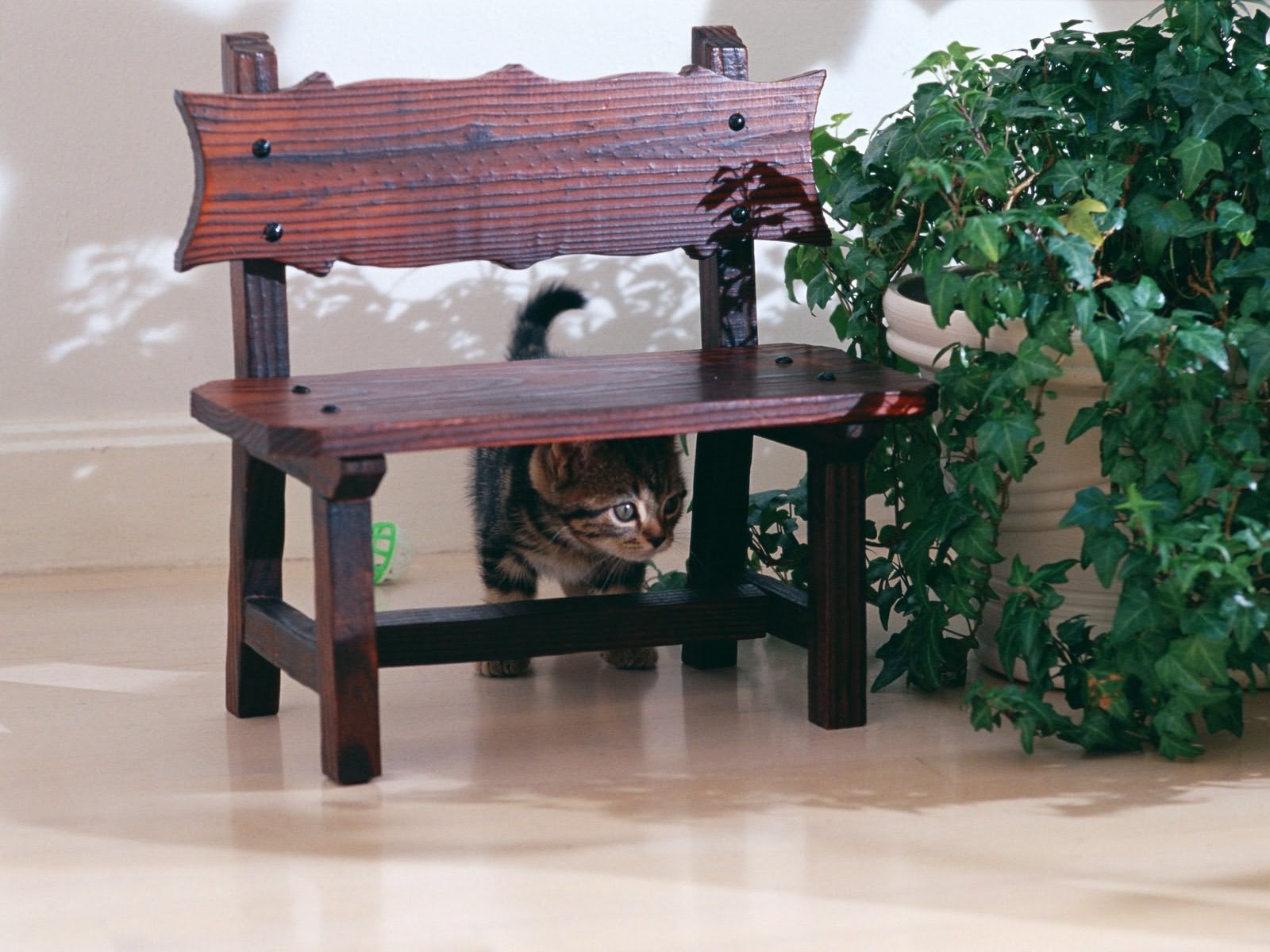 cat, food, table, wood, chair, hiding, cuisine, furniture