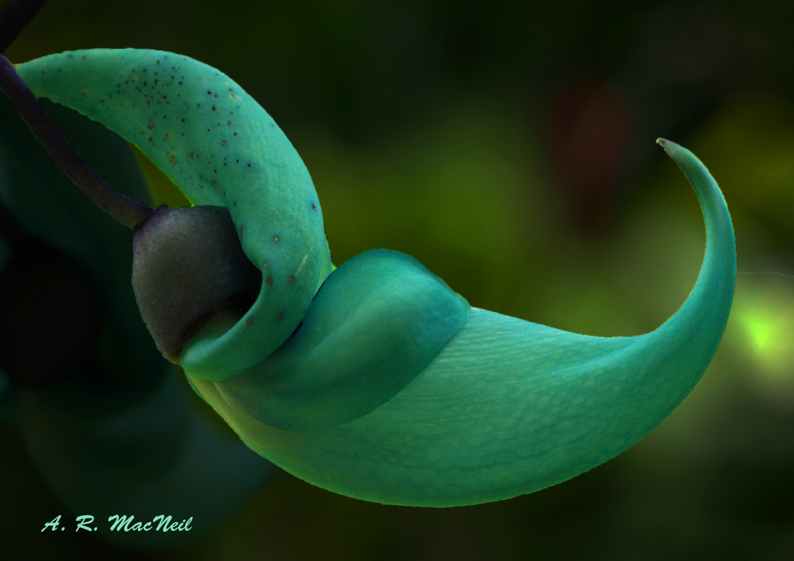 Wallpaper garden, water, nature, green, blue, tropical, Hawaii