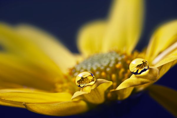 sunlight, water, nature, reflection, photography, macro