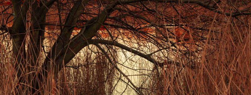 větev, strom, dřevina, Volně žijících živočichů, dřevo, kufr