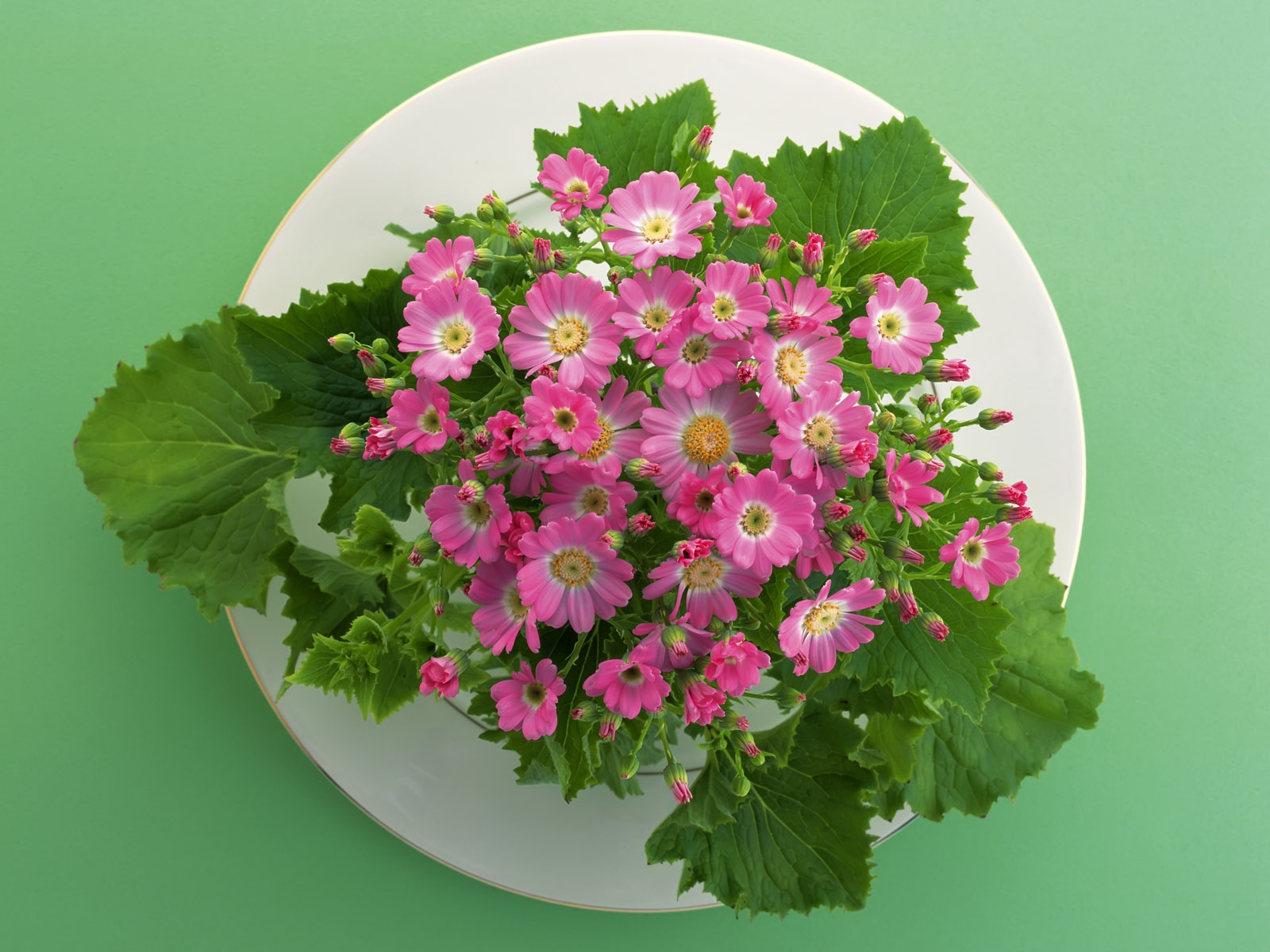 listy, květiny, Talíř, květ, bylina, list, květ, rostlina, flóra, malý, okvětní lístek, divoká rostlina, suchozemská rostlina, kvetoucí rostlina, jednoletá rostlina, floristika, kytice, aranžování květin, květinový vzor