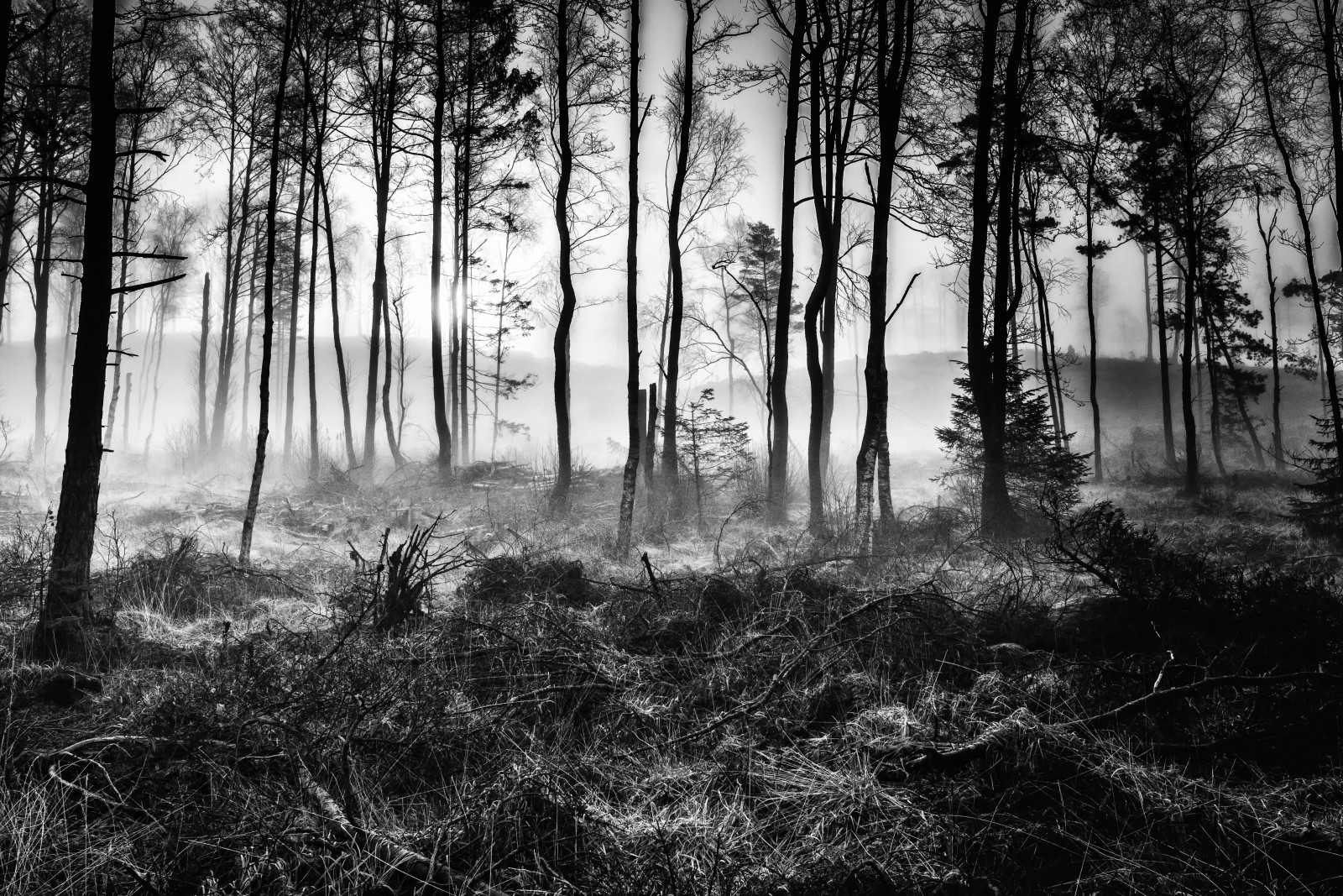 sollys, landskab, Skov, monokrom, vand, natur, græs, himmel, fotografering, afdeling, morgen, tåge, atmosfære, Nikon, Sverige, grænse, MM, Sverige, træ, F28, tåget, Tamron, plante, udendørs, Foto, D810, DIMMA, skog, Morgon, mørke, 28, sp, bayou, skov, lund, sort og hvid, monokrom fotografering, vedplante, tempererede nåleskove, bagagerum, gamle vækst skov, fænomen, 1530, 150300, tamronsp1530mmf28, tamronsp1530mmf28divcusd, tamronsp1530mmf28diusd, tamronsp1530mmf28usd, tamronsp1530mmf28vc, tamron1530mmf28, ubbhult, soluppgang, trollskog, stock photography, spruce fir forest