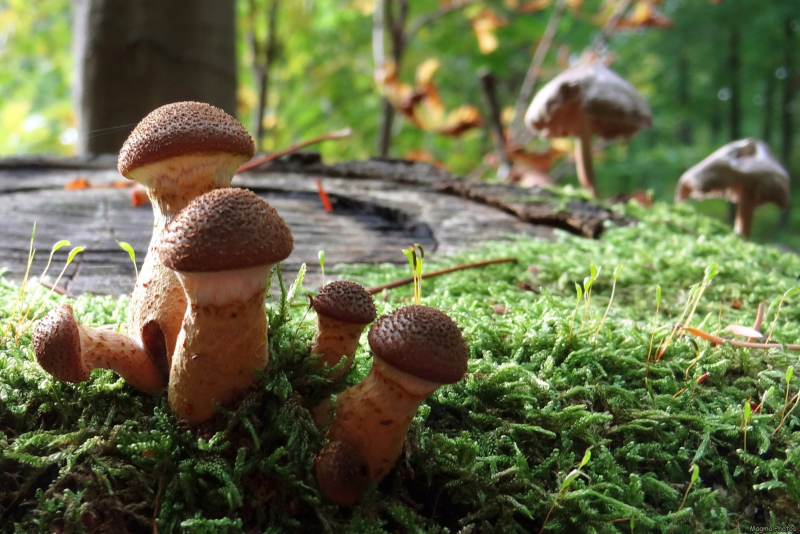 bakgrundsbilder-skog-natur-gr-s-svamp-vilda-djur-och-v-xter