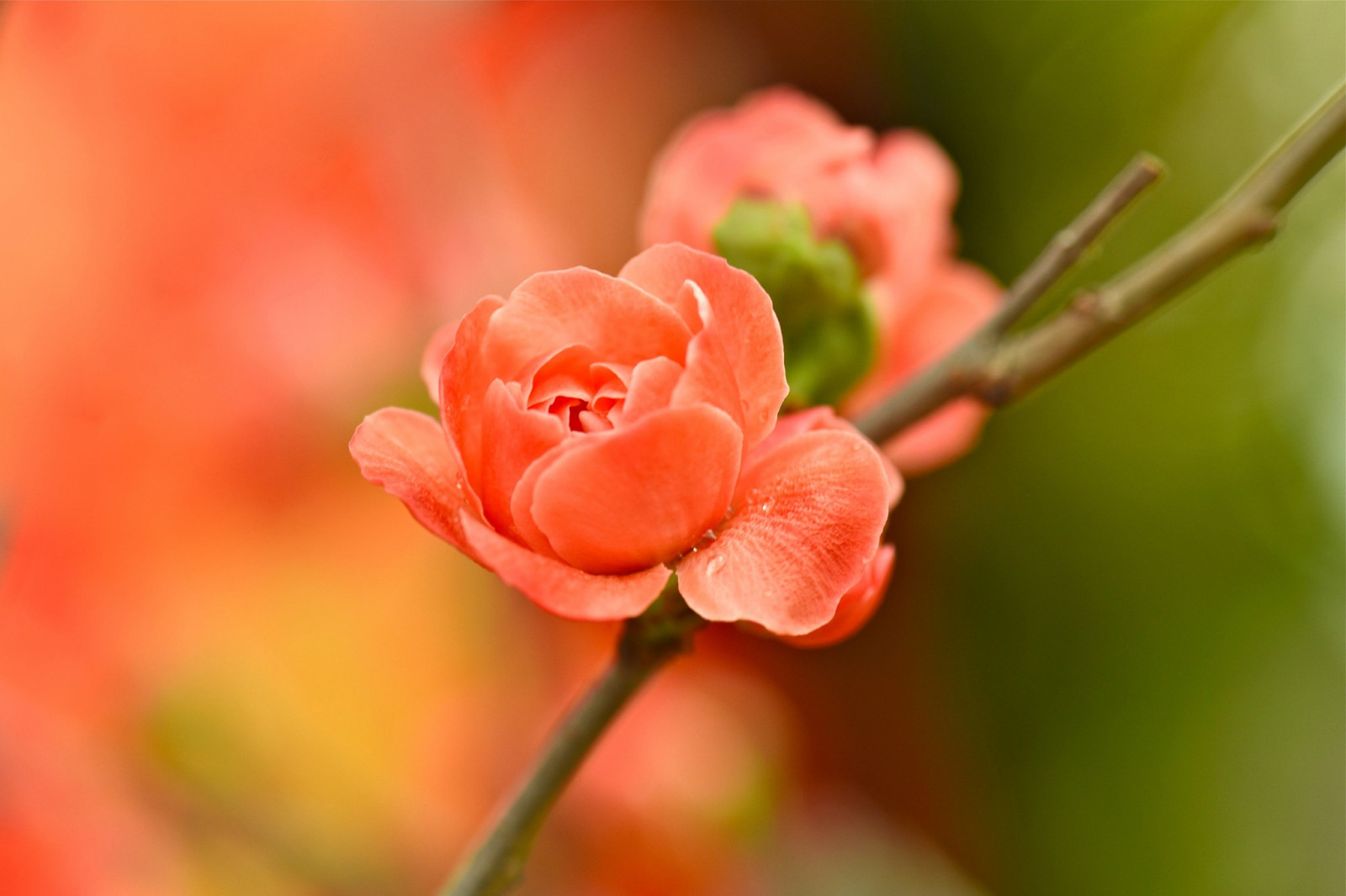 rostliny, fotografování, makro, větev, květ, růžový, list, květ, rostlina, flóra, pupen, okvětní lístek, suchozemská rostlina, kvetoucí rostlina, zblízka, makro fotografie, závod stonek, růže rodina