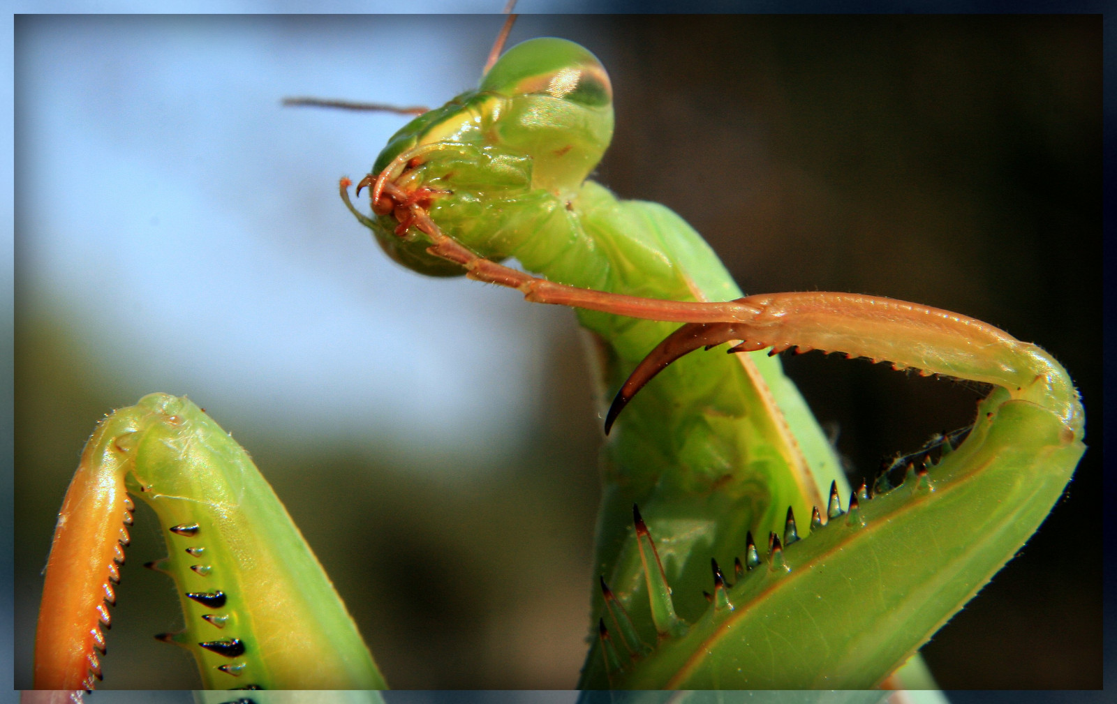 tvář, fotografování, makro, kudlanka, hmyz, zelená, žlutý, bokeh, štěnice, biologie, list, květ, fauna, kudlanka nábožná, zblízka, makro fotografie, závod stonek, bezobratlý, angelscampcaliforniacalaverascalaverascounty