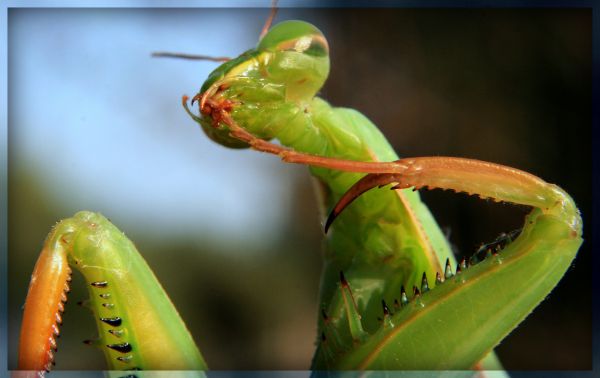 face,photography,macro,mantis,insect,green
