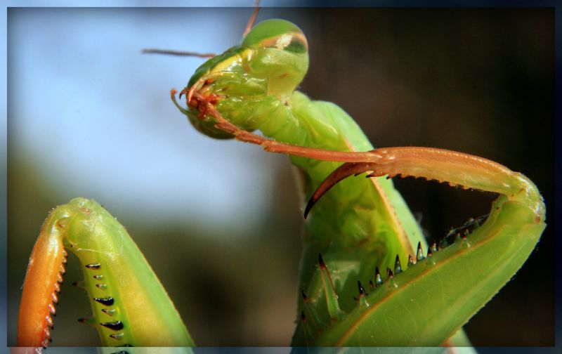 ใบหน้า,การถ่ายภาพ,แมโคร,ตั๊กแตนตำข้าว,แมลง,สีเขียว