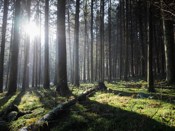 sunlight,forest,nature,winter,green,landscape