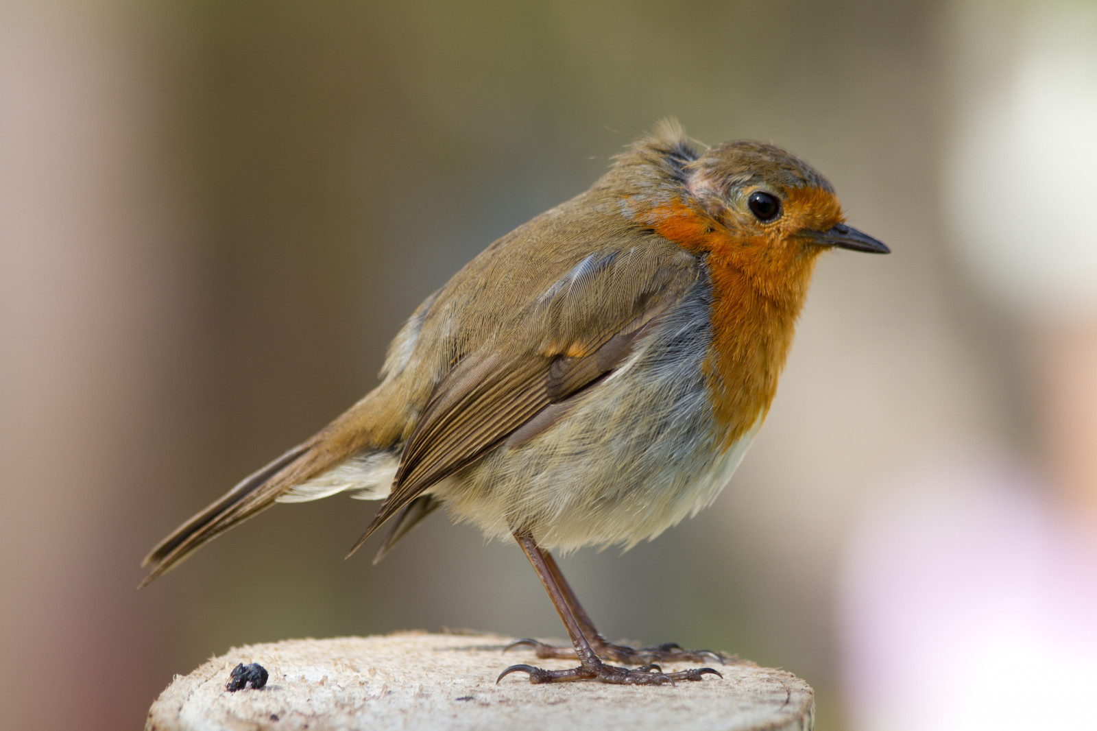 อังกฤษ, สีขาว, ต้นไม้, นก, ธรรมชาติ, Robin, นก, ผนัง, สวน, กลางแจ้ง, erithacusrubecula, พื้นหลัง, สัตว์ป่า, โรงรถ, ข้อมูลส่วนตัว, การดูนก, somerset, aves, Ave, ตอไม้, วิทยา, การดูนก, oiseau, europeanrobin, Oiseaux, robinredbreast