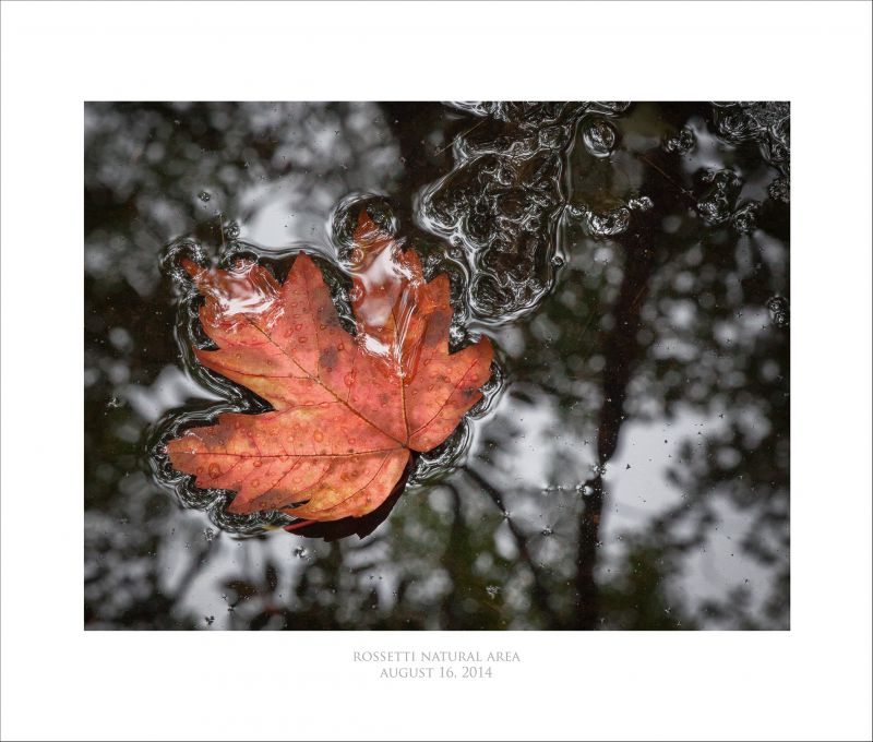 høst,blad,colchestervermont,vermontphotography,rossettinaturalarea,davidcopleyphotography