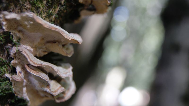 cây,Vĩ mô,chi nhánh,Nấm,cây,Lá