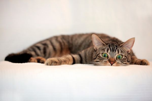 2500x1667 px,cat,eyes,tabby
