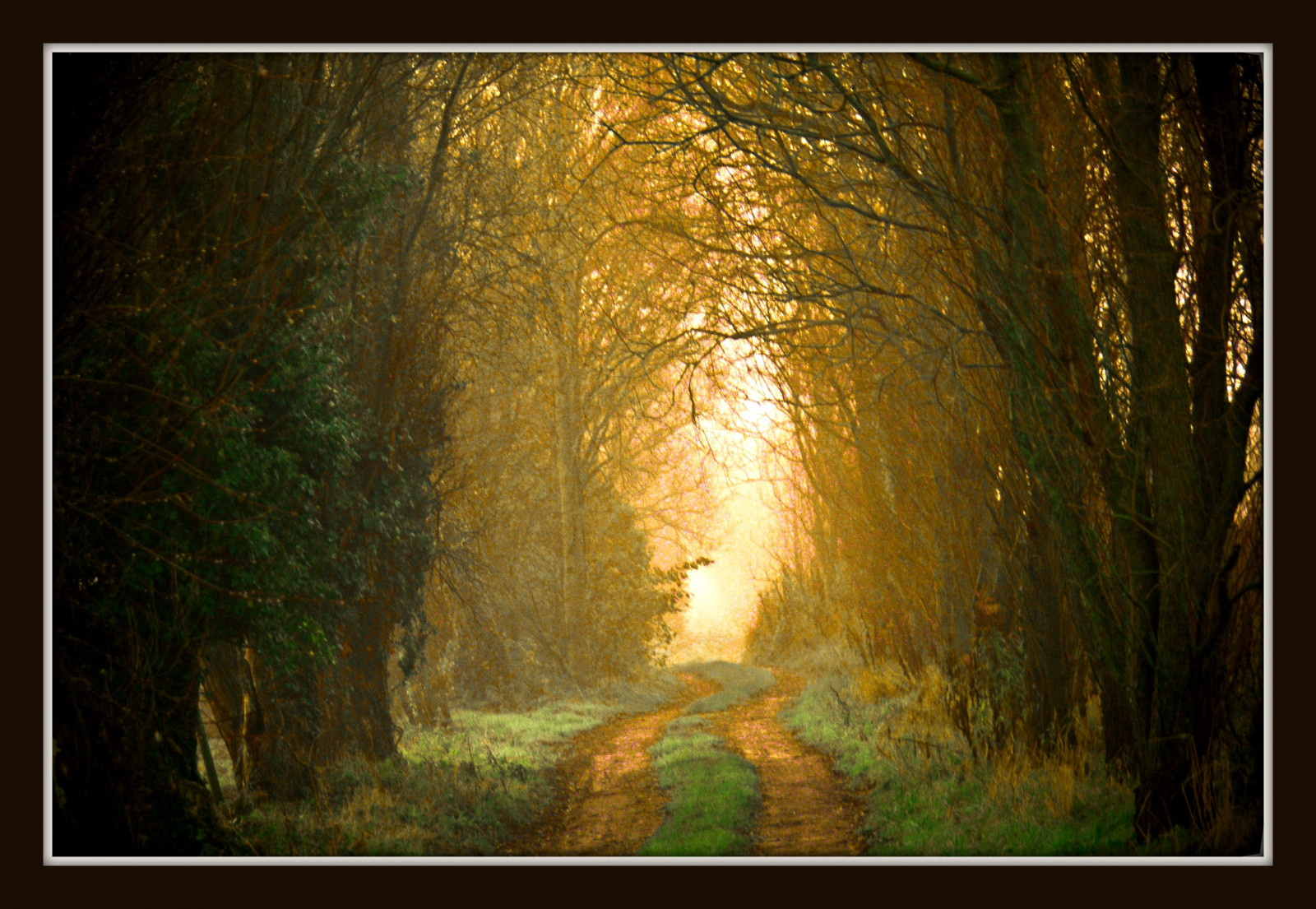 sollys, maleri, Skov, efterår, gade, natur, afspejling, træ, grøn, morgen, Tyskland, tåge, magi, struktur, støv, Frankrig, sti, KUNST, lys, træ, efterår, tåge, blad, sæson, vej, mørke, kreativ, magiske, mystiker, Oberberg, skov, computer tapet, moderne kunst