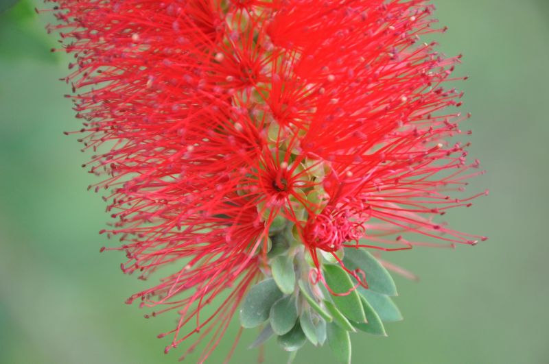 ดอกไม้, สีแดง, พืช, แมโคร, Calliandra, ใบไม้ ดอกไม้, สีแดง, พืช, แมโคร, Calliandra, ใบไม้