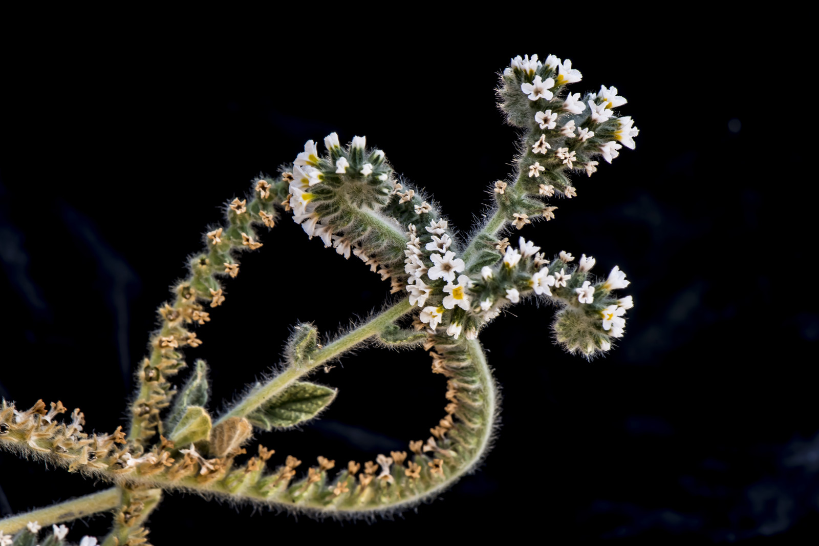 organismus, makro fotografie, rostlina