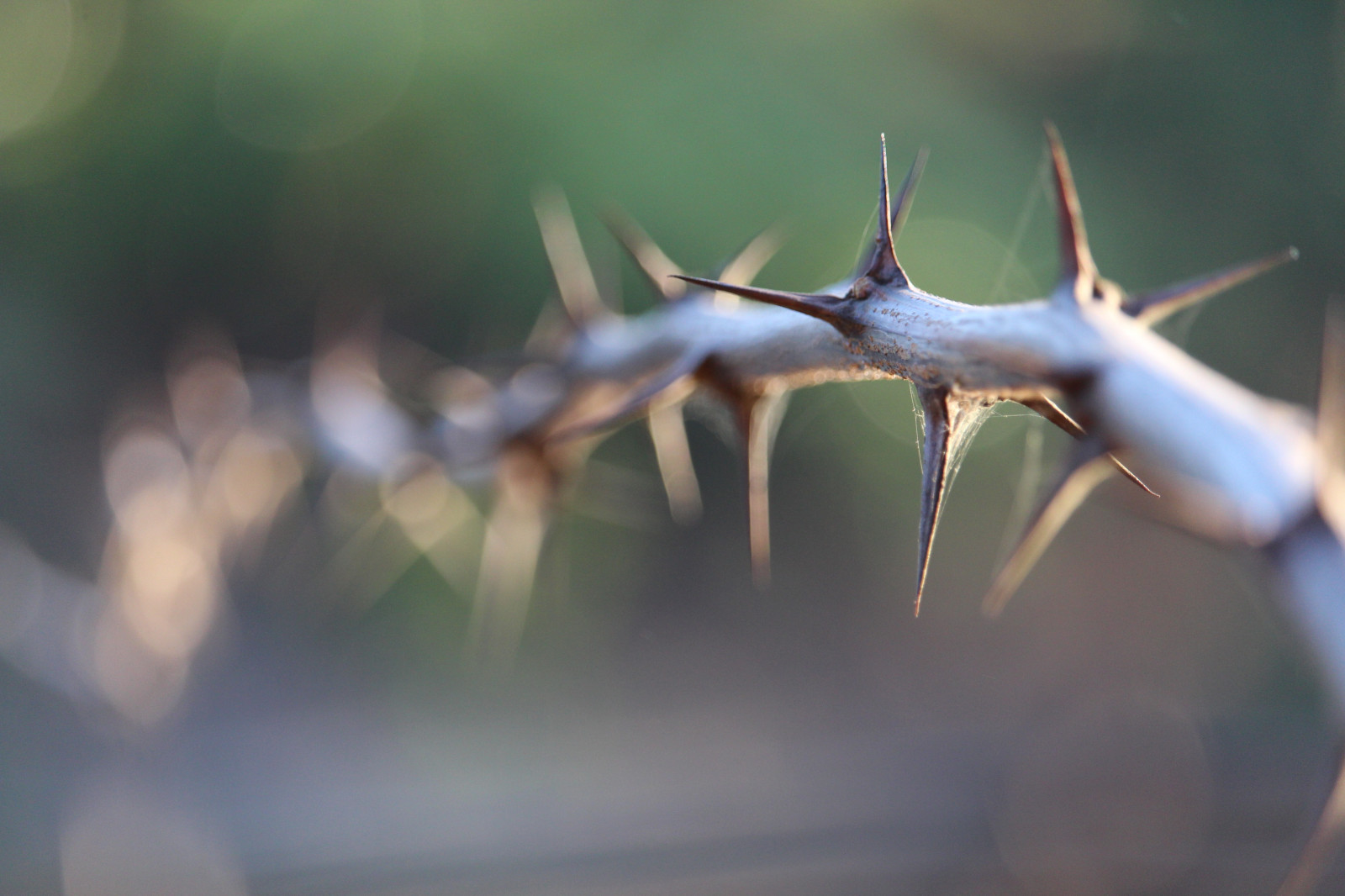 Příroda, fotografování, větev, bokeh, akát, list, květ, flóra, dof, borovice, fauna, zblízka, makro fotografie, trny trny a trny, větev