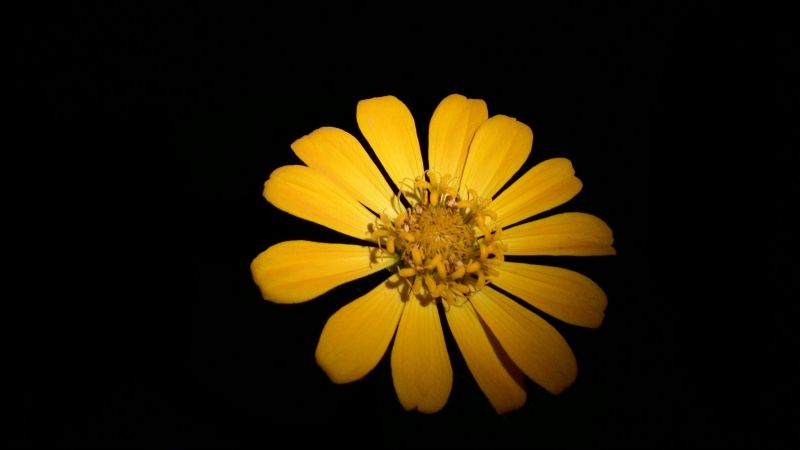fiori, fotografia, giallo, Margherita, foglia, fiore
