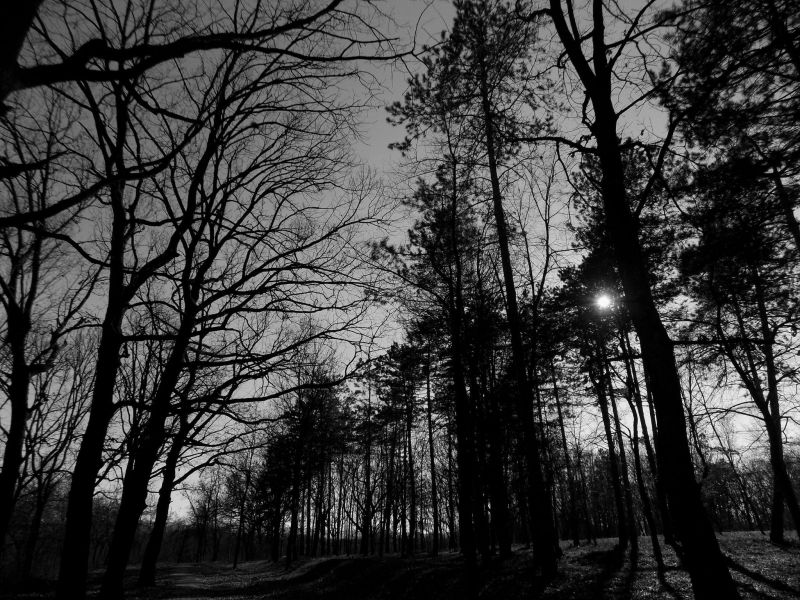 slunečnímu záření, les, černobílý, Příroda, park, zima slunečnímu záření, les, černobílý, Příroda, park, zima