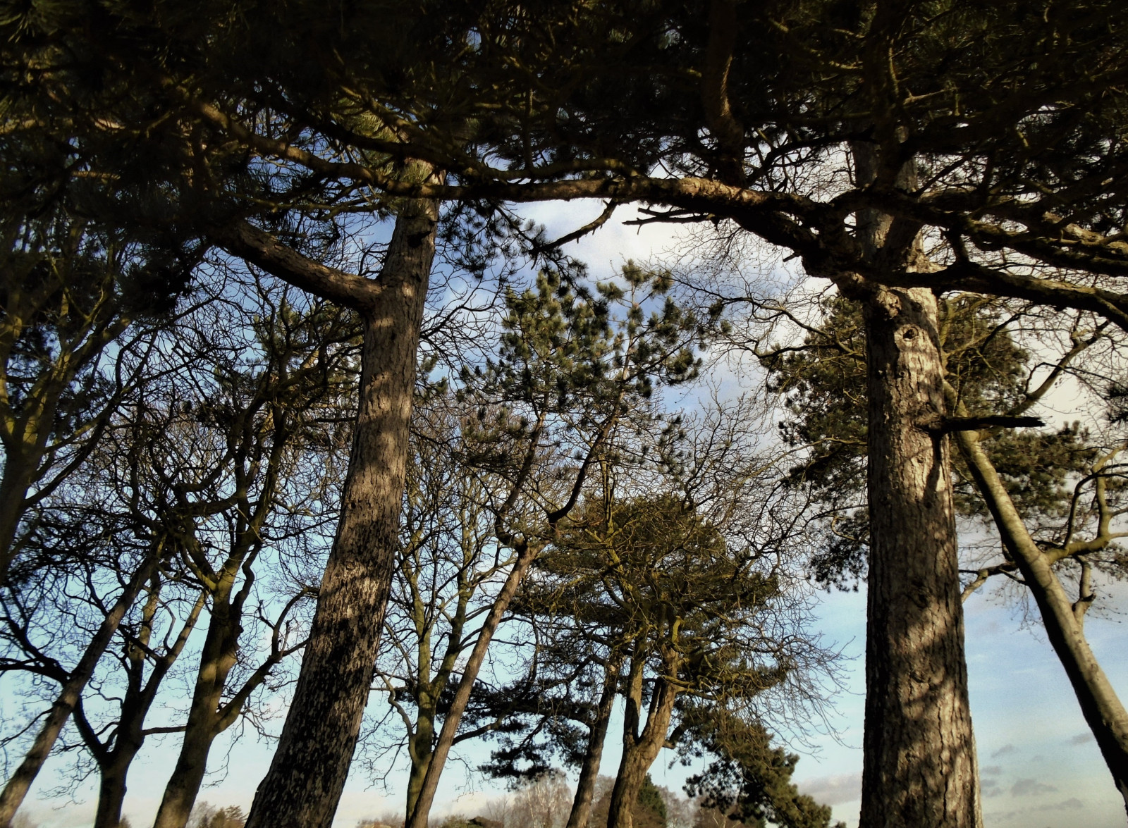 træ, natur, vedplante, afdeling, himmel, plante, skov, Skov, sollys, træ, lund, bagagerum, vinter, landskab, fyr familie