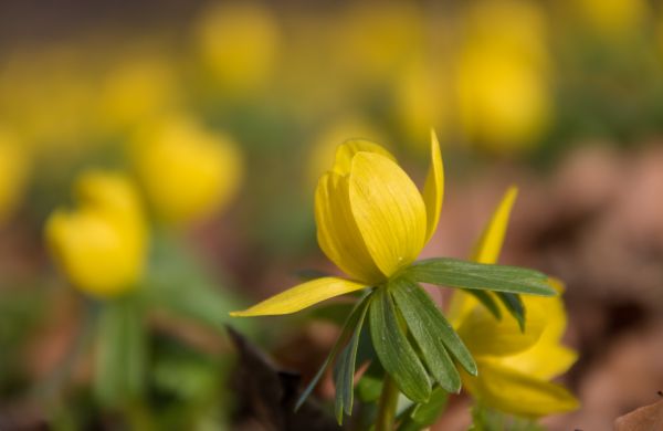 sunlight, nature, field, yellow, blossom, green