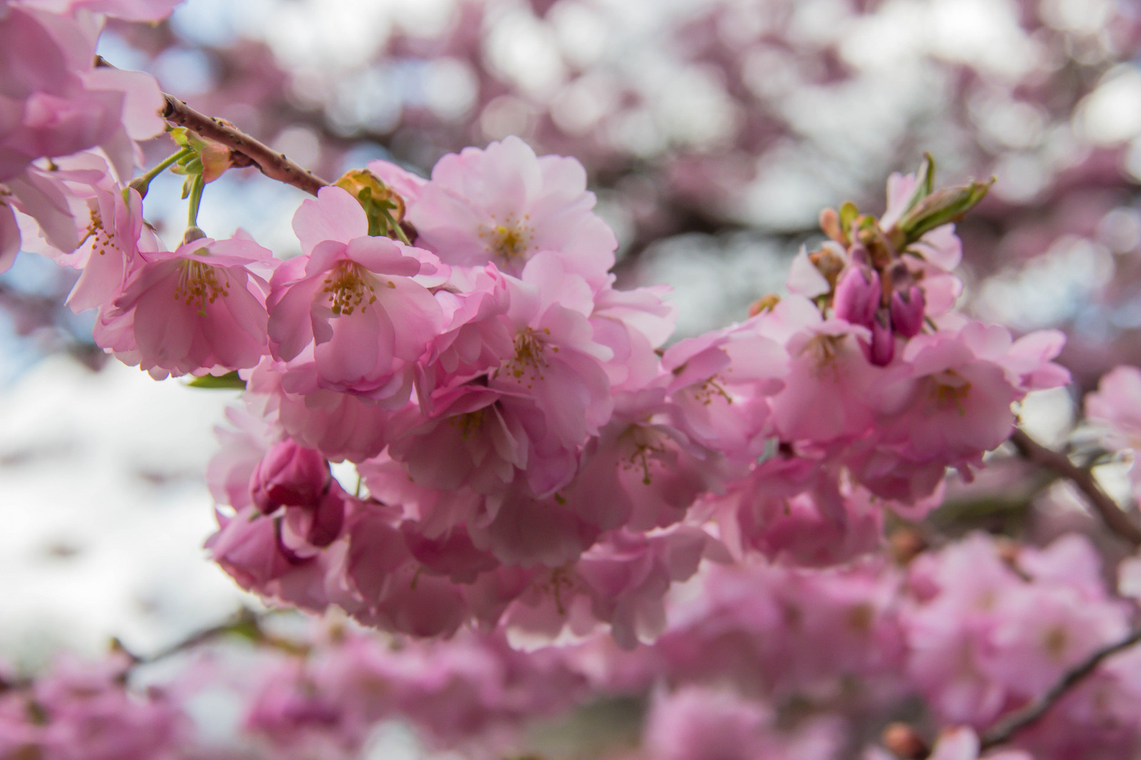jídlo, zahrada, park, větev, Třešňový květ, květ, růžový, jaro, květ, rostlina, třešeň, Třešňový květ, flóra, Blomma, v r, jaro, Alnarp, okvětní lístek, k RSB rsblom, alnarpsparken, vyrobit, suchozemská rostlina, kvetoucí rostlina, keř, makro fotografie, růže rodina